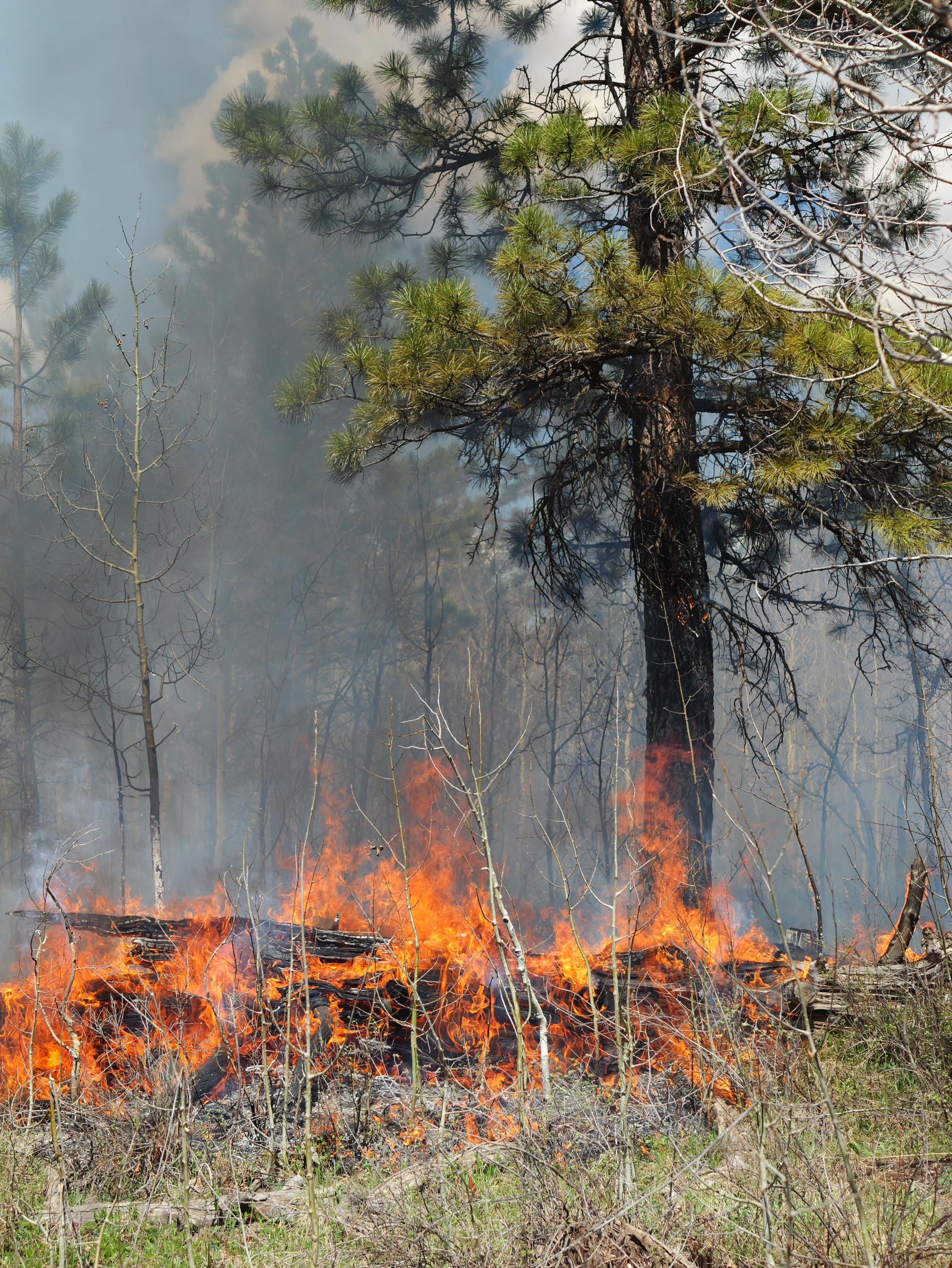 A dead log burns beneath a Ponderosa Pine tree