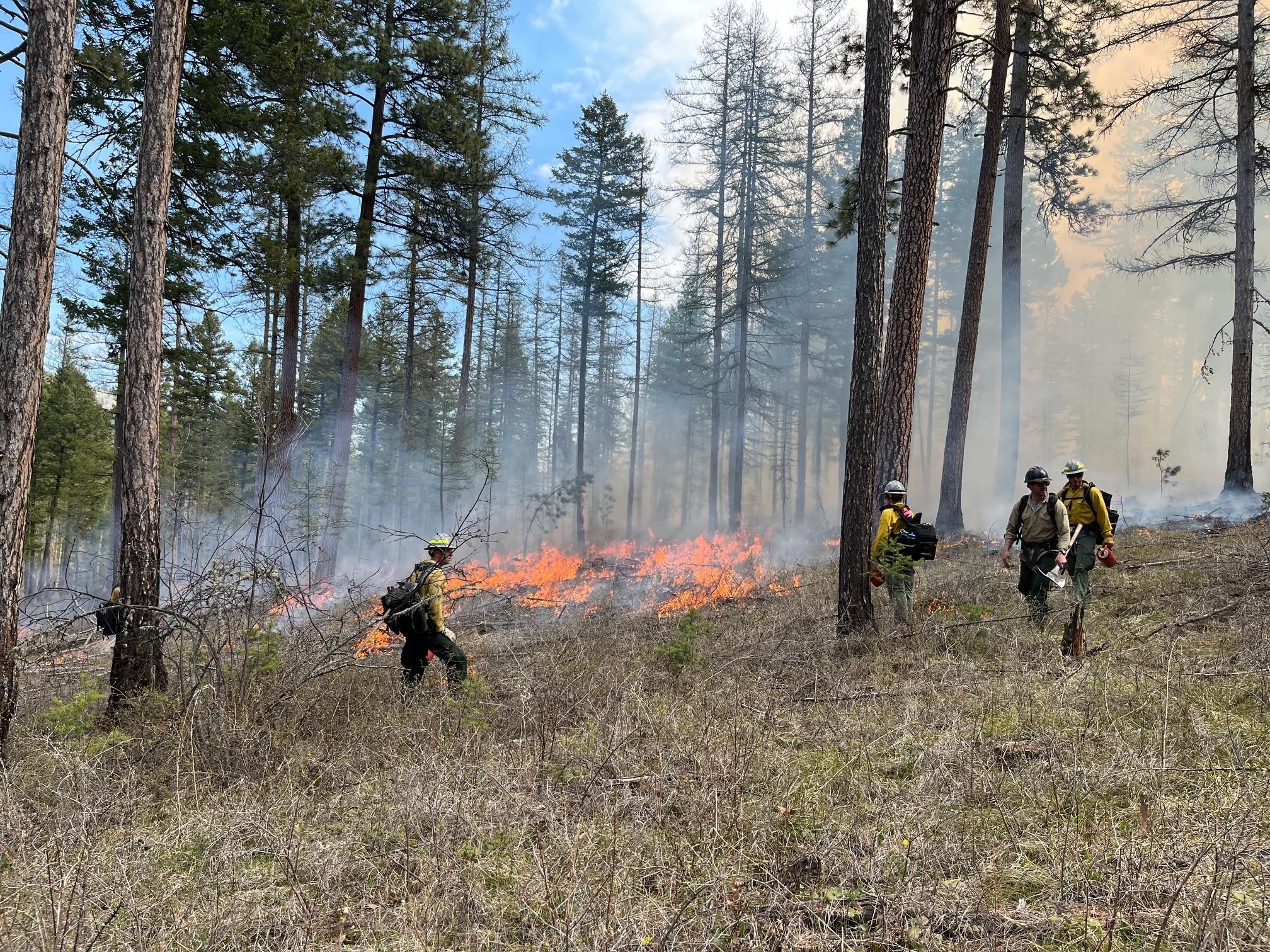 Firefighters with drip torches standing in a conifer forest with smoke and fire in the background
