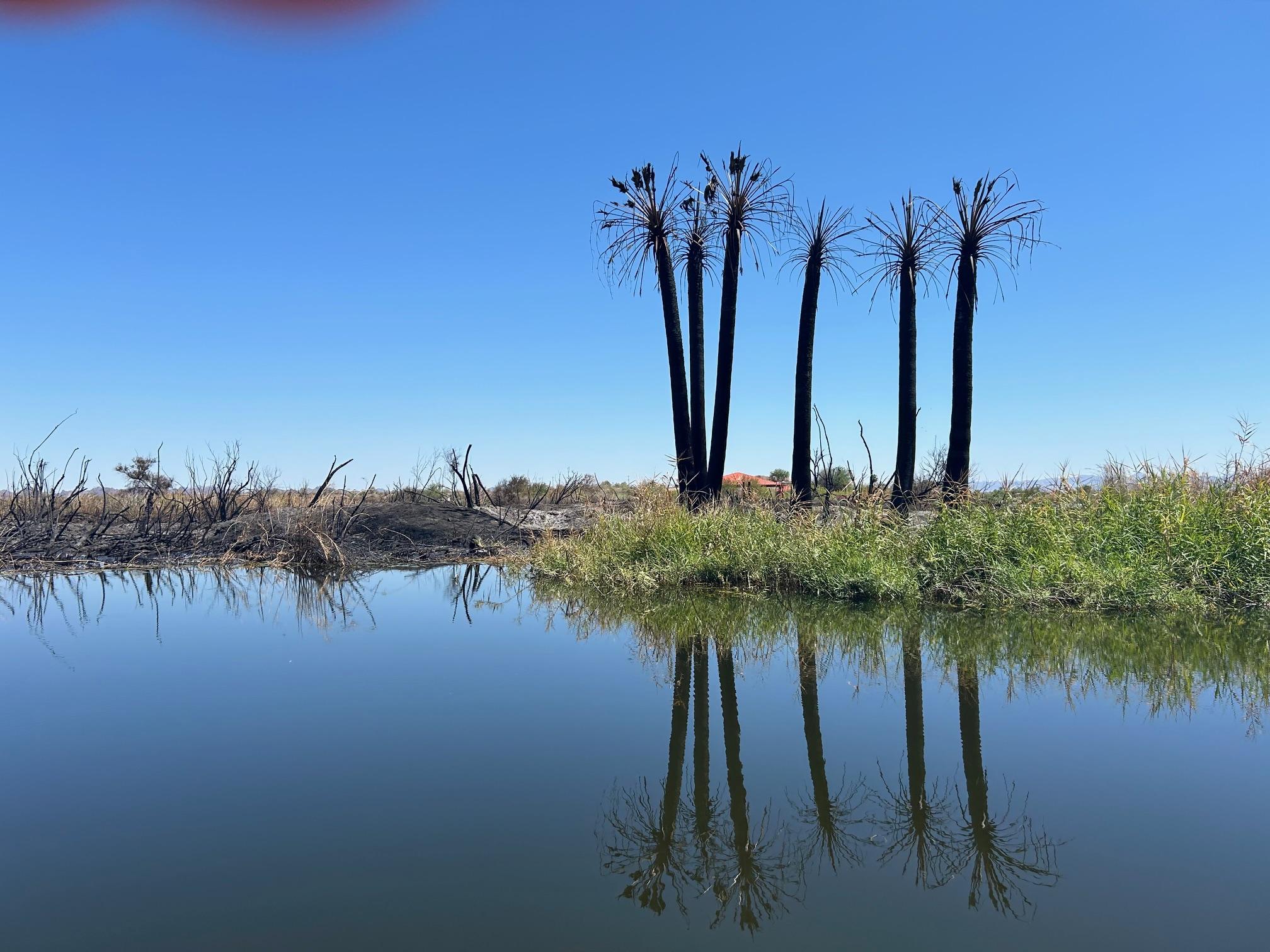 Photo showing burned and unburned vegetation in the fire area