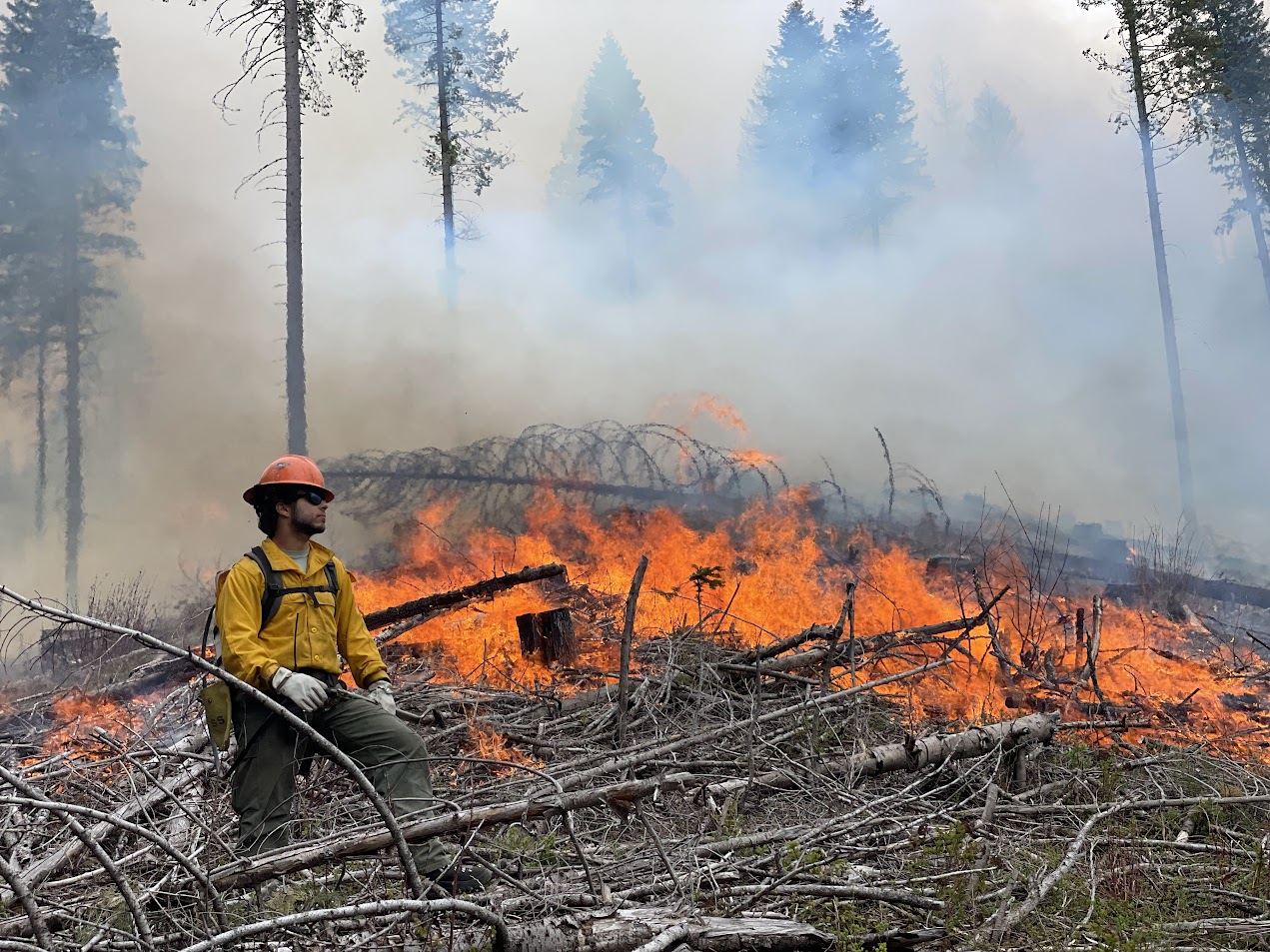 A firefighter in a yellow, long-sleeve Nomex shirt and dark green Nomex pants standing below fire in a large pile of dead and downed fuel.