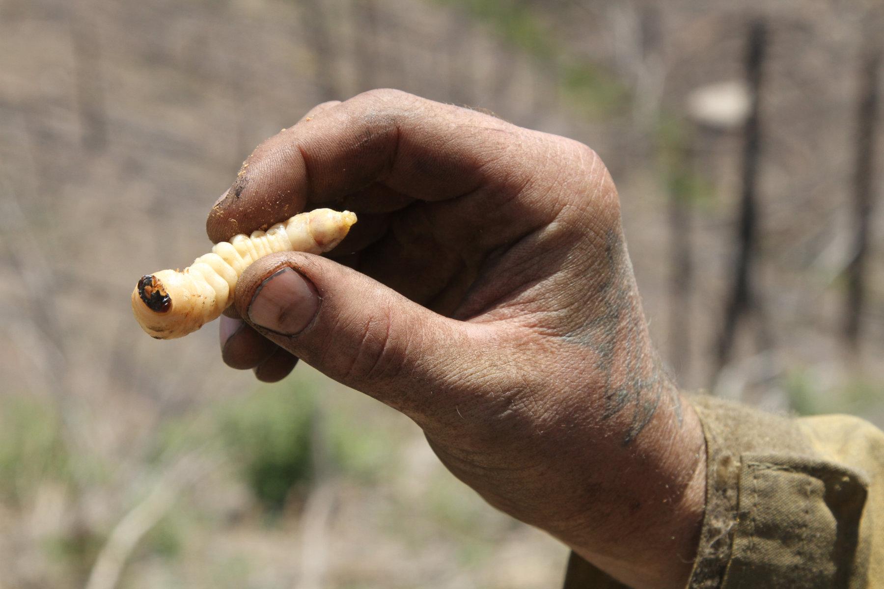 A hand hold a beetle larva that is nearly as long as a finger. 