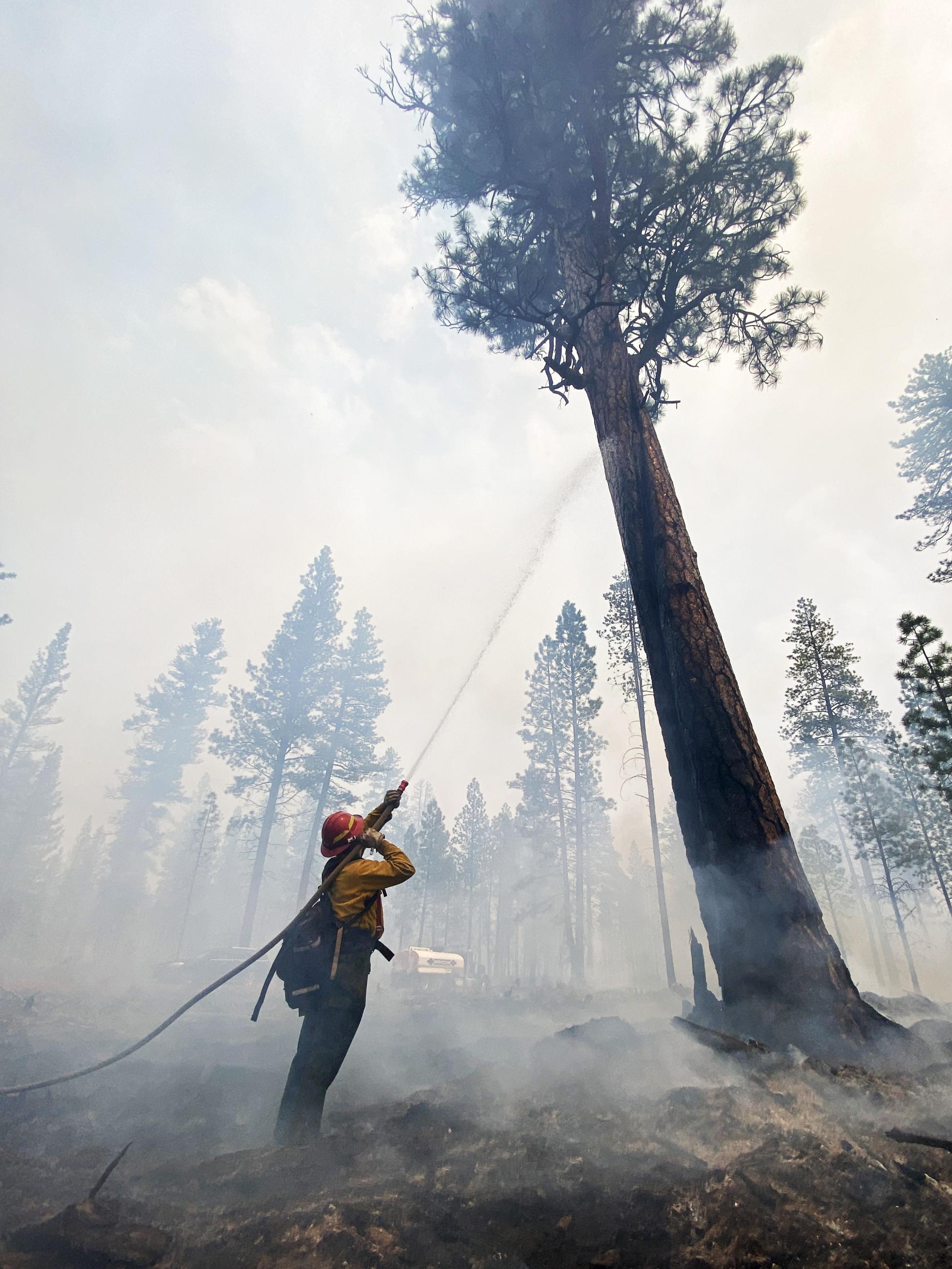 A firefighter sprays water on a large Ponderosa Pine tree.