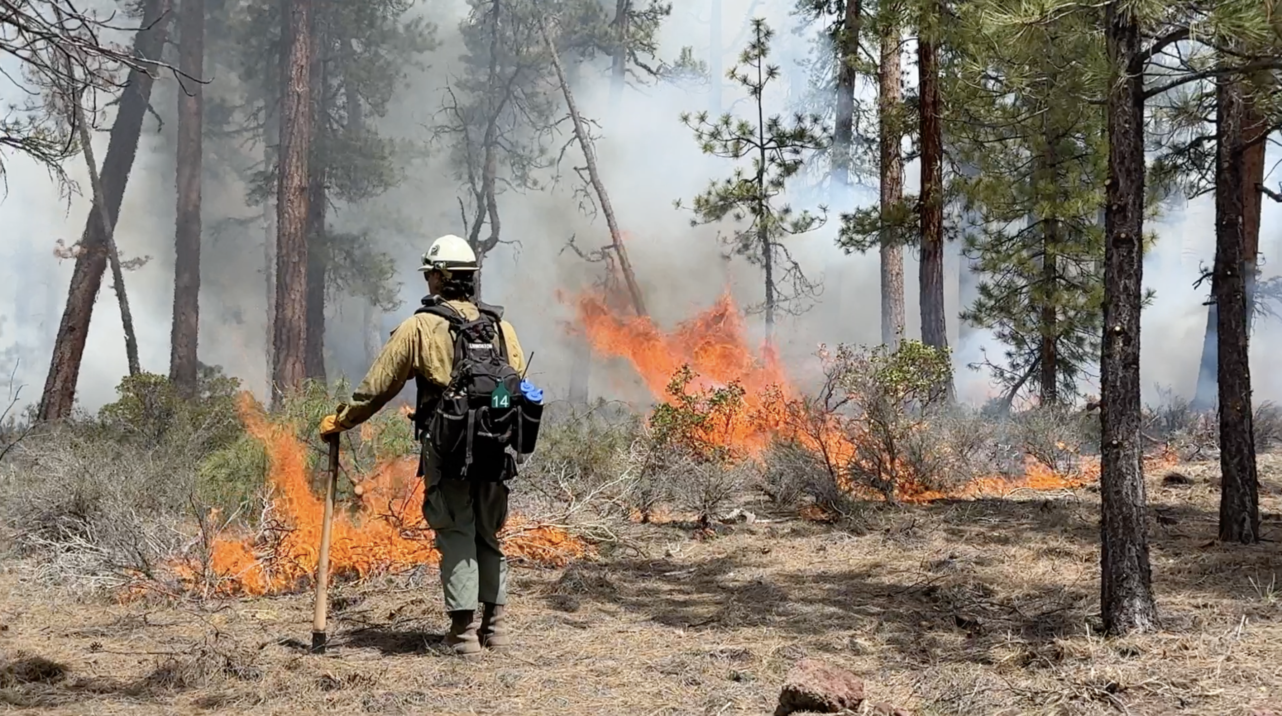 A wildland firefighter stands in front of flames in a forest