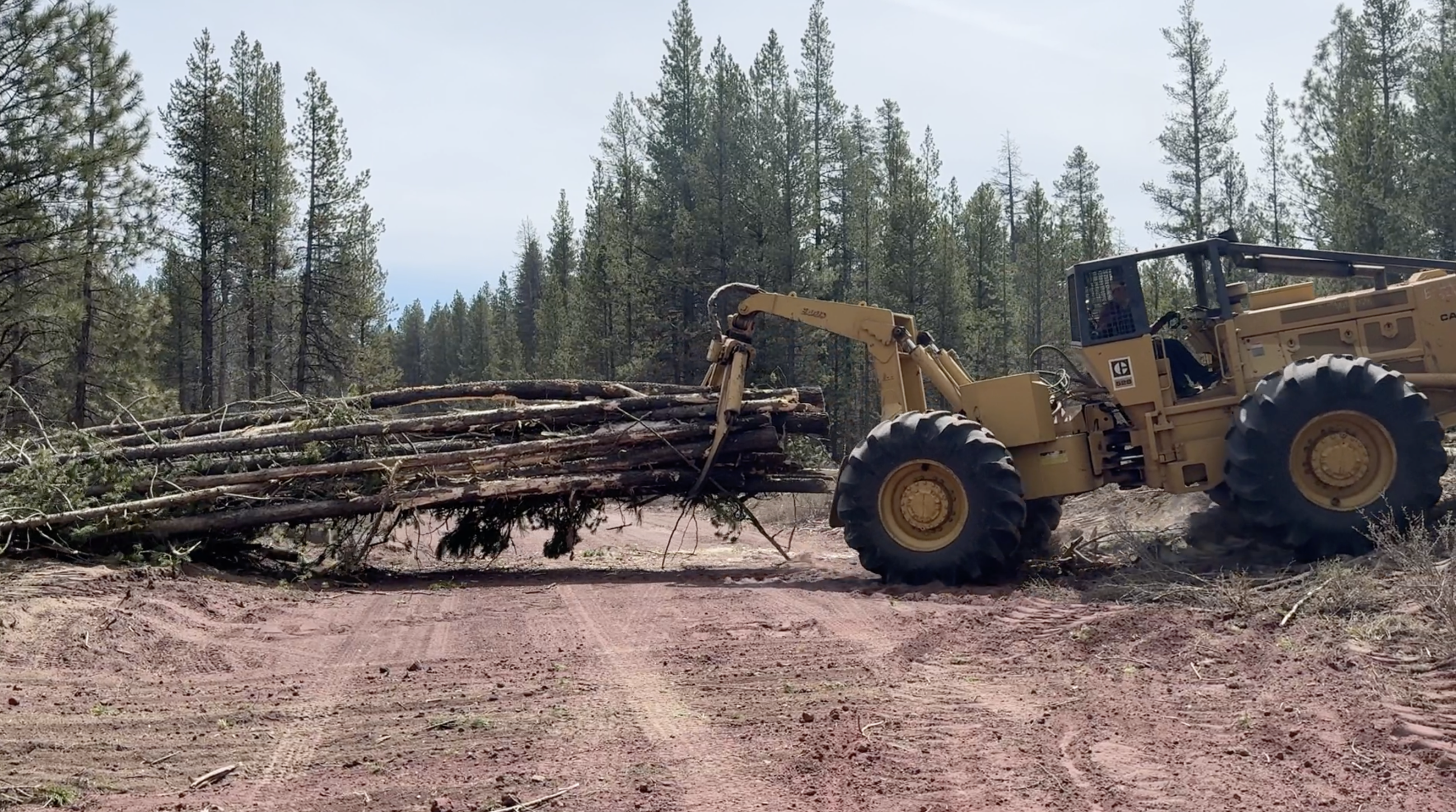 A large yellow skidder moves a bunch of trees across the road