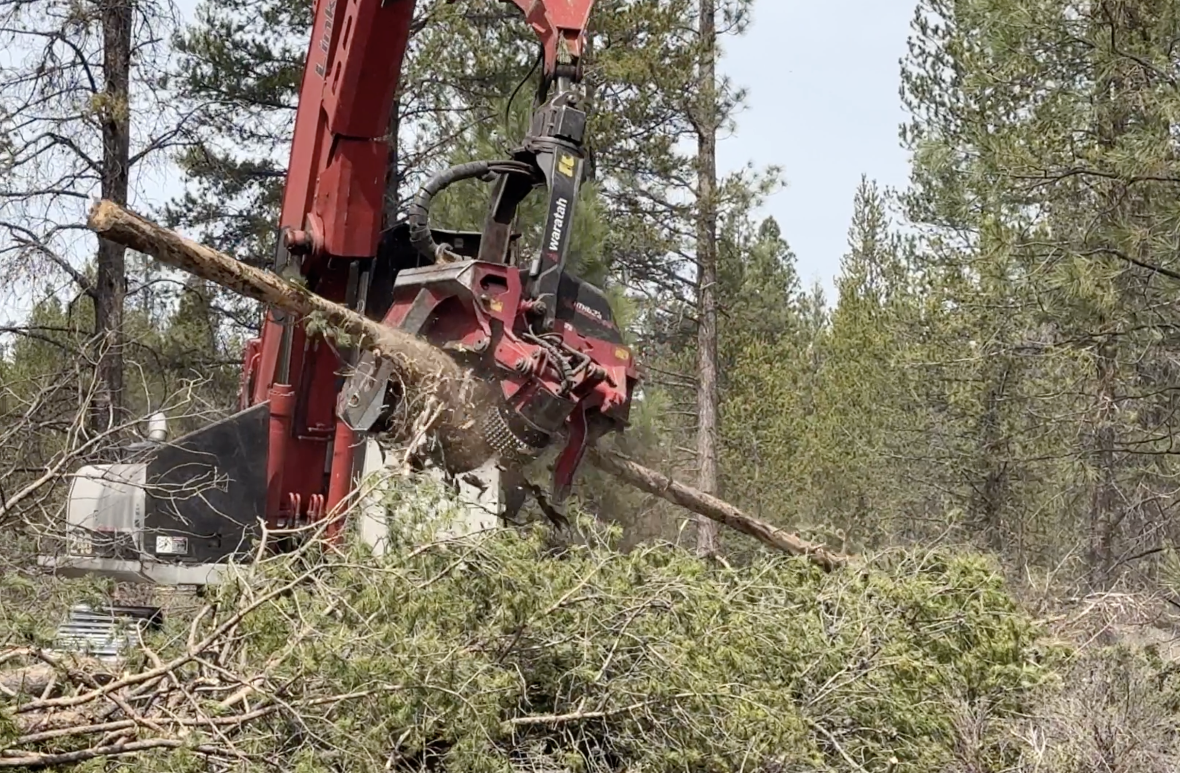 A excavator with a processor head moves a tree in the forest