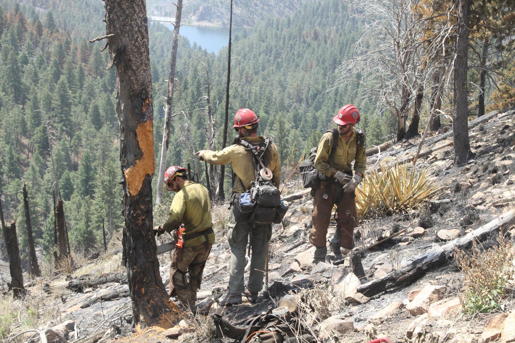 Three wildland fire fighters use a chainsaw to cut down a tree that is burnt halfway through.
