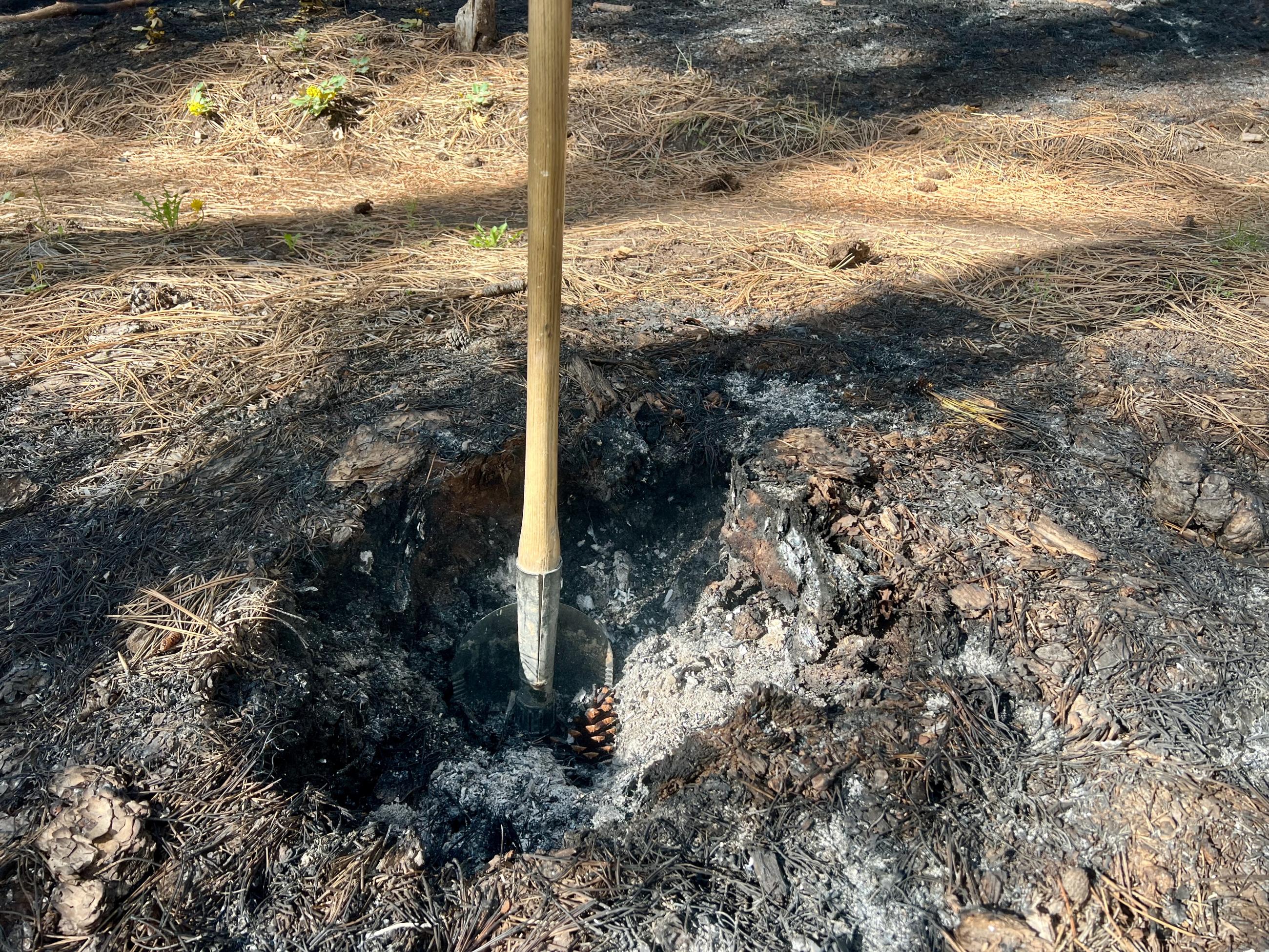 A firefighting tool is shown inside a stump hole left after a prescribed fire.