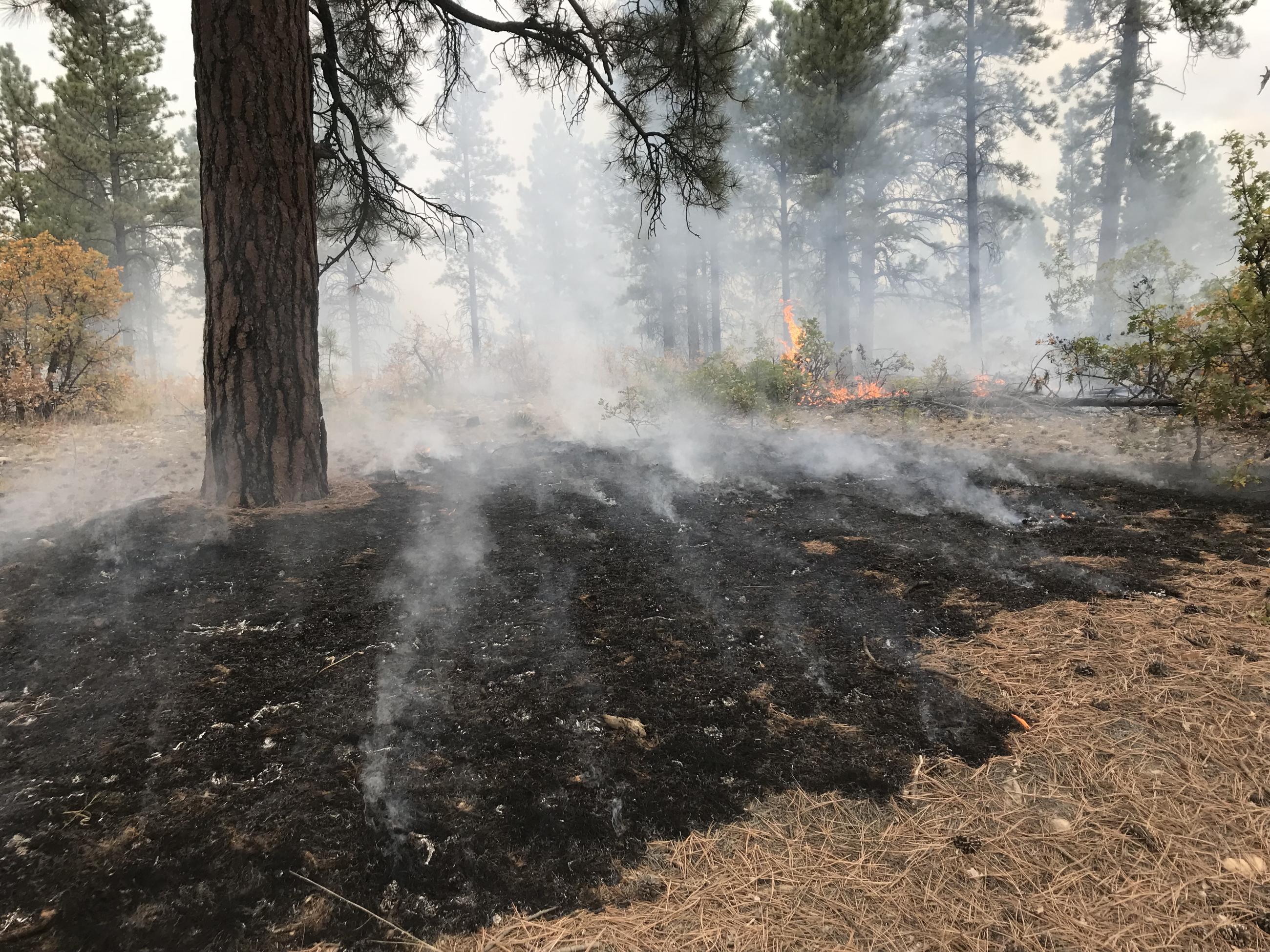 Fire smolders in pine needles in the understory of pine forest. Some flames lick brush in the background.