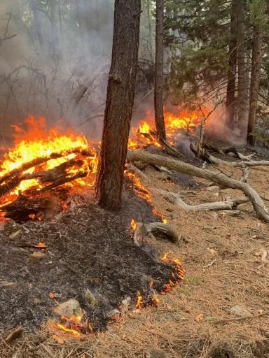 Flames burn the understory of a pine forest.