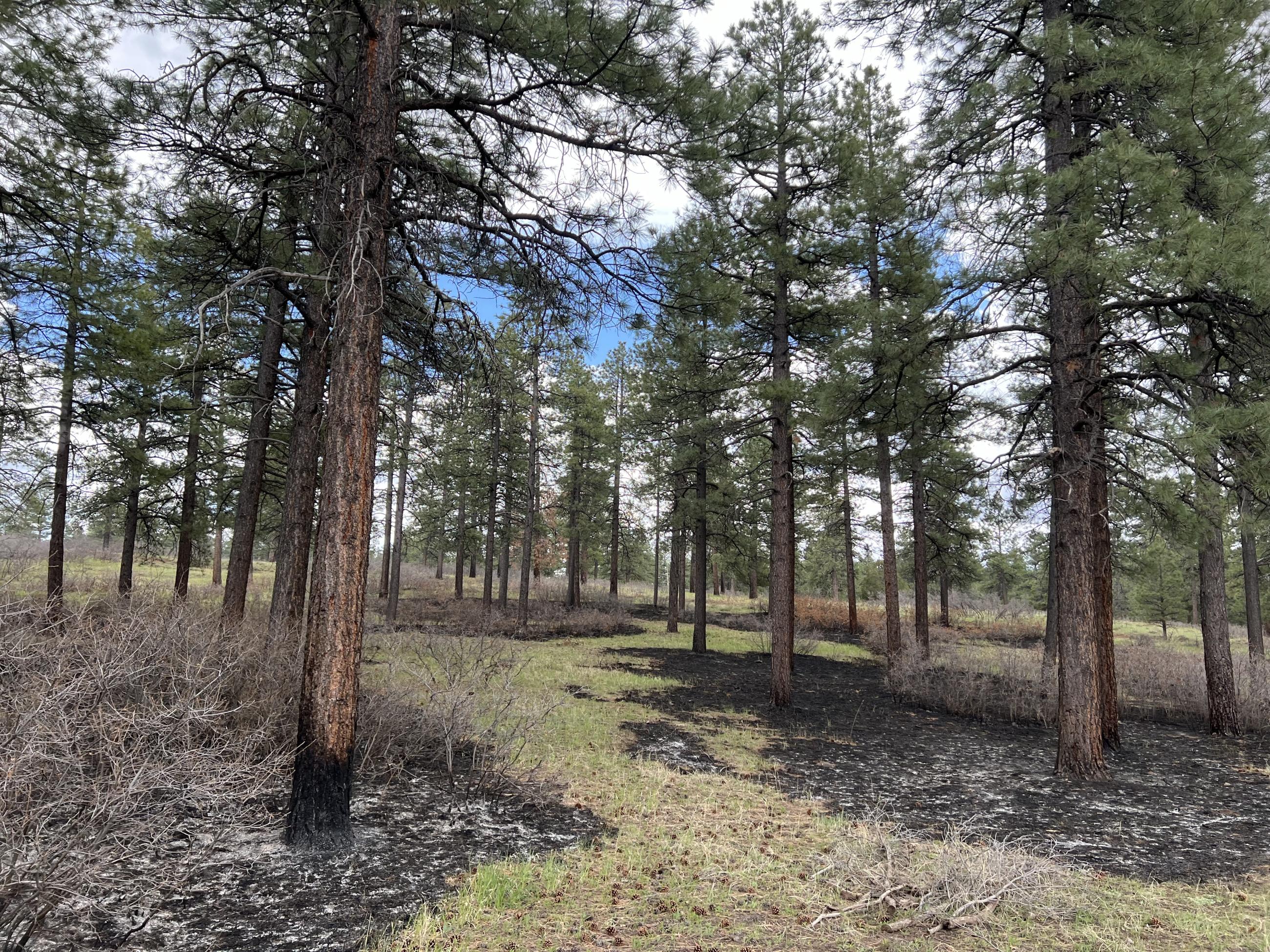 A Ponderosa Pine forest is shown with patches of burned areas around some of the trees with green grass between.