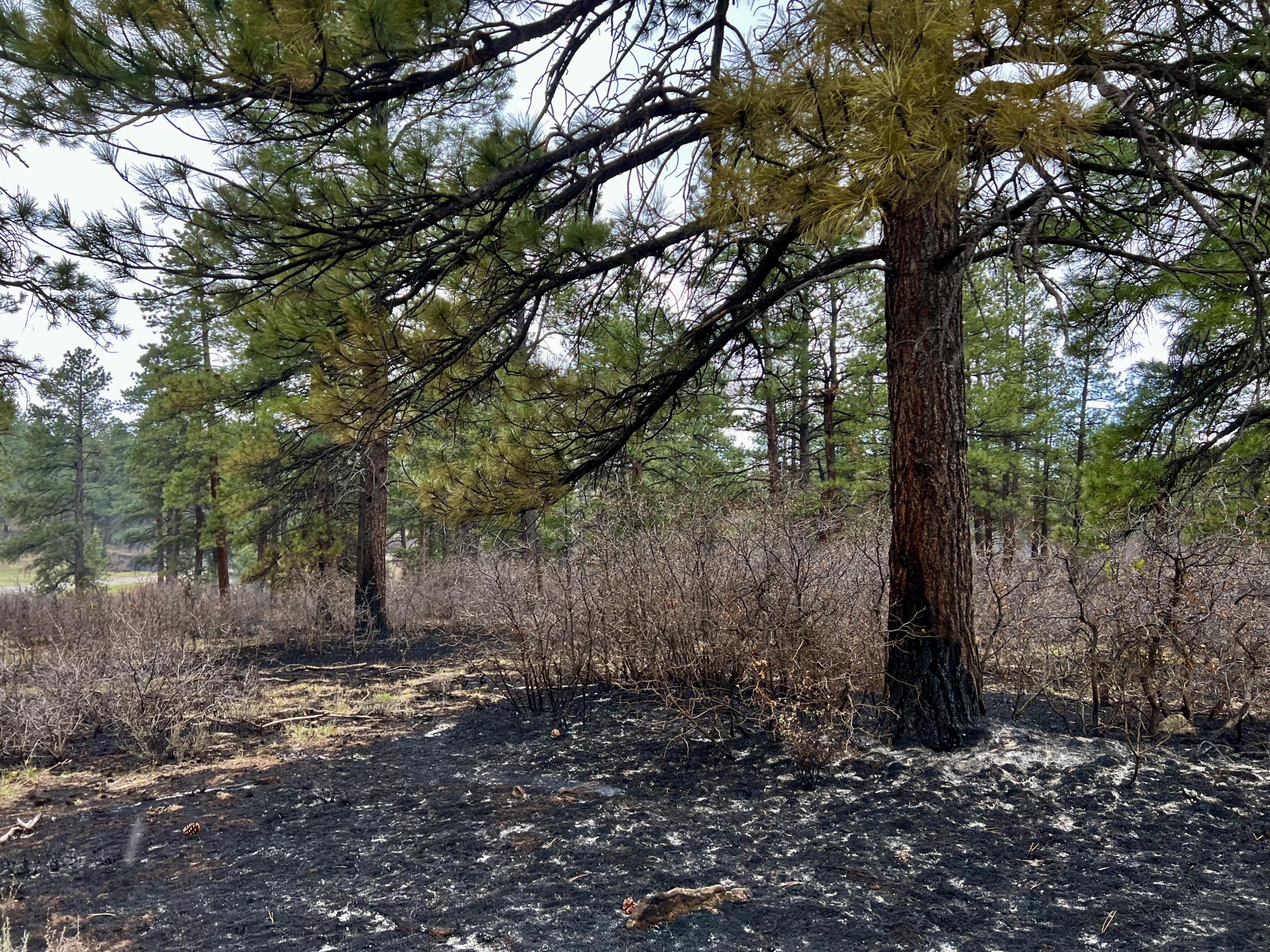A Ponderosa Pine is seen with some partially scorched pine needles.