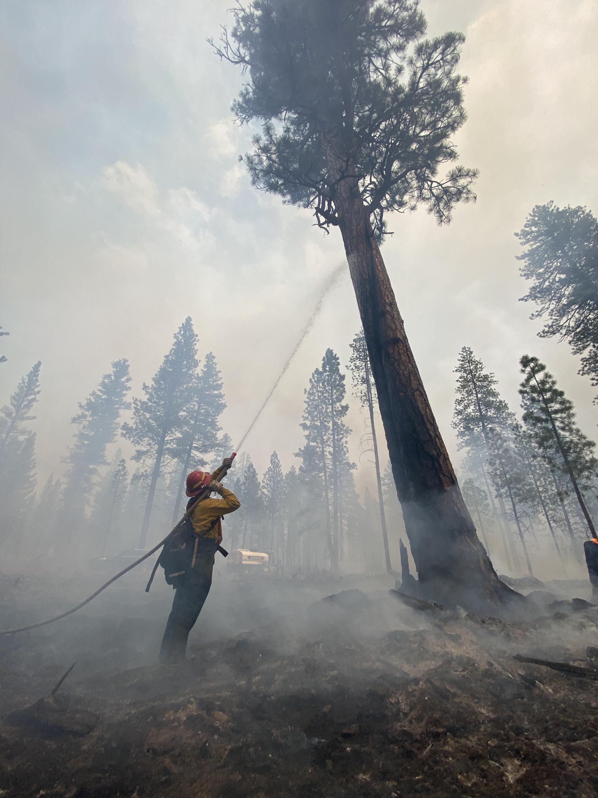 Cooing down Ponderosa Pines on the Little Yamsay Fire