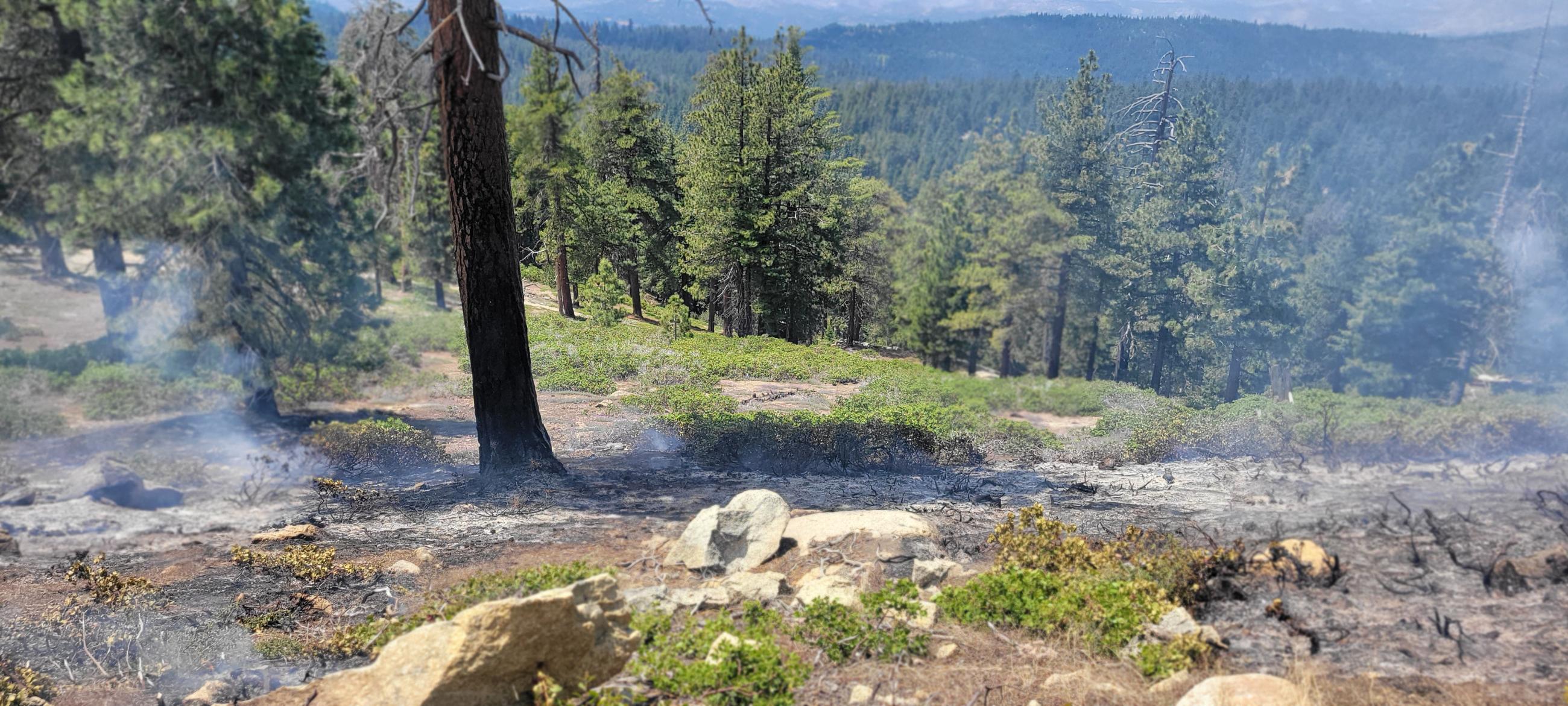 Photo of a forest showing good consumption of dead and down fuels. There is smoke in the background.