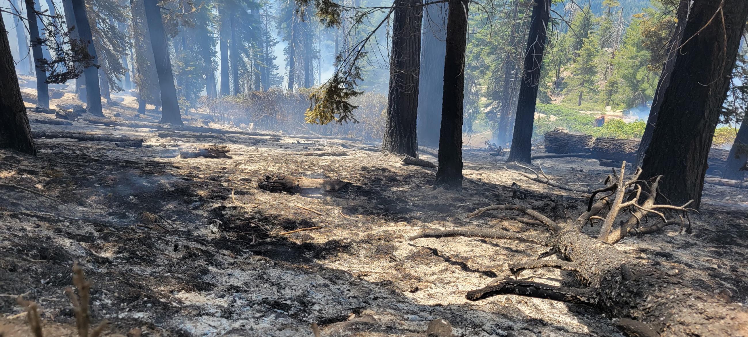 Forest showing consumed dead and down fuels with smoke in the background.
