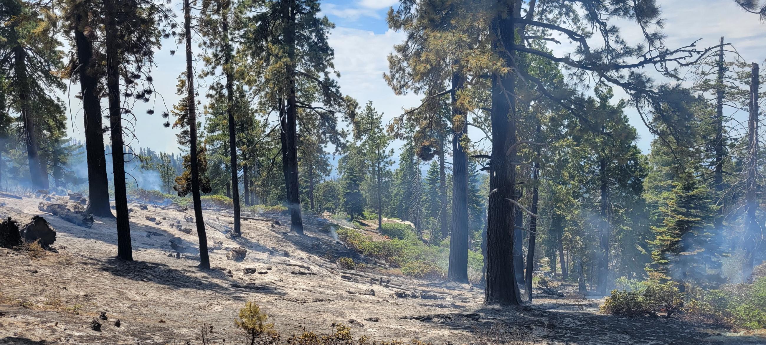 Forest showing consumed dead and down fuels with smoke in the background.