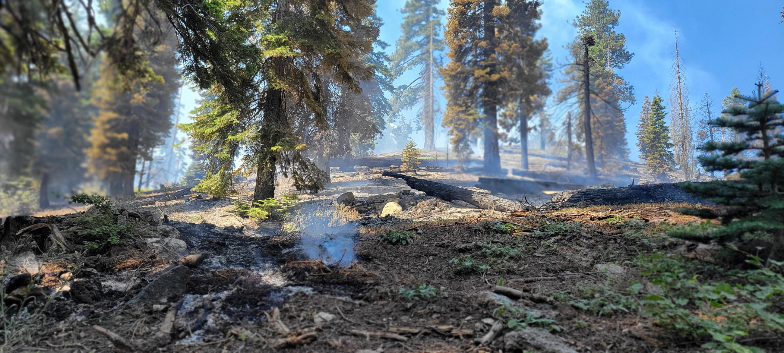 Photo of a forest showing good consumption of dead and down fuels. There is smoke in the background.
