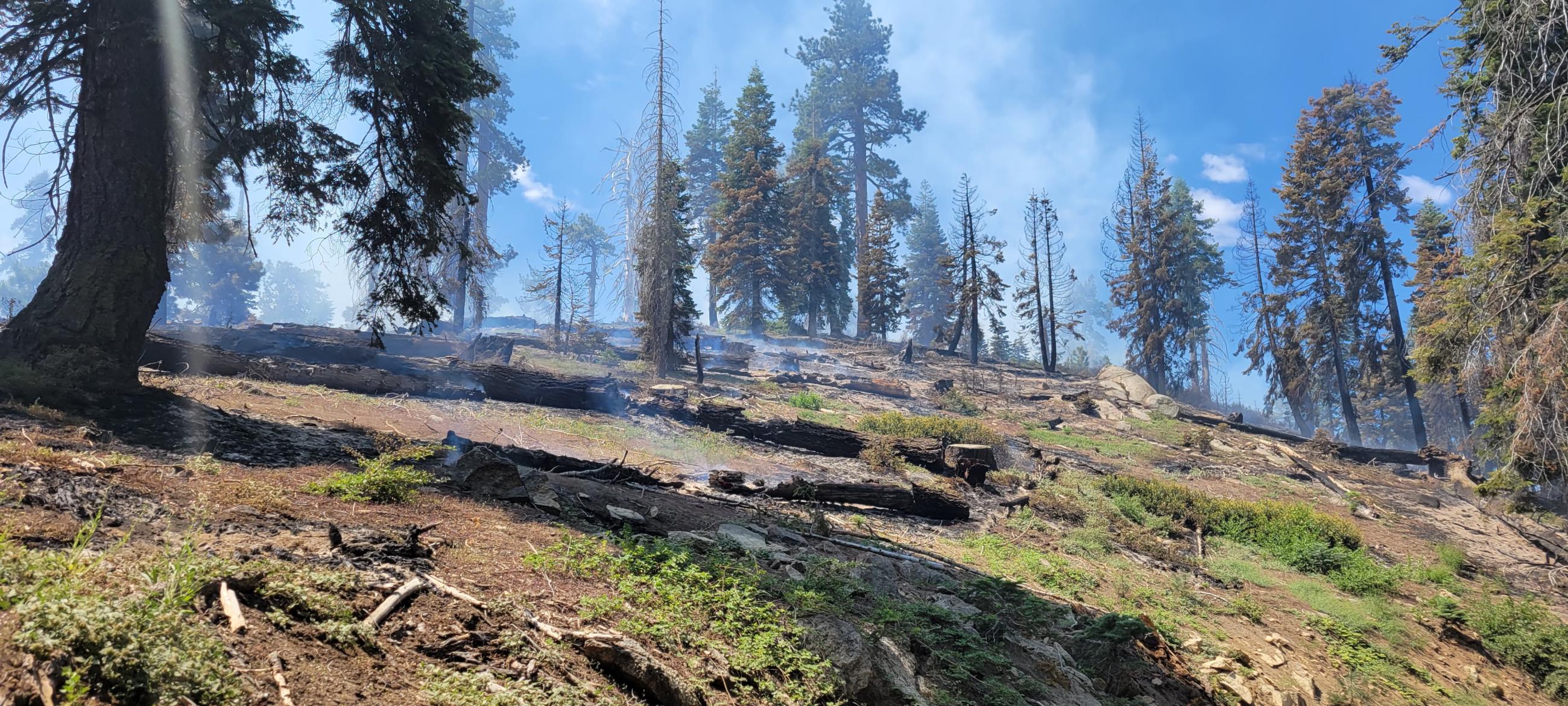 Picture of a forest with a mosaic pattern of burned fuels with smoke in the background.