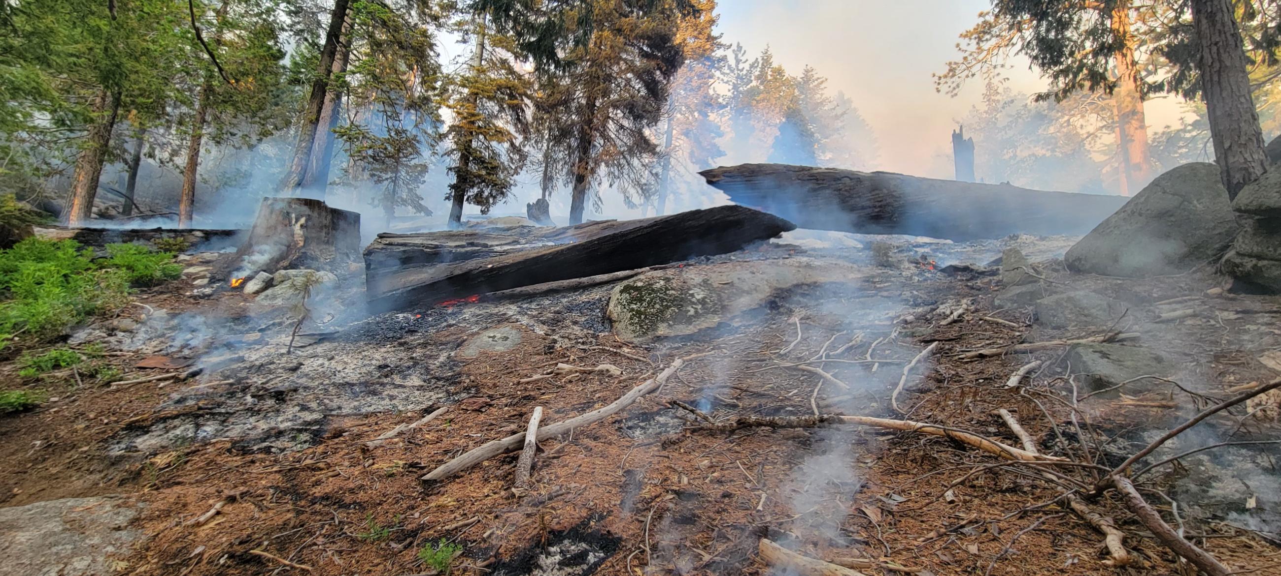 Photo of a forest with smoke and fire.