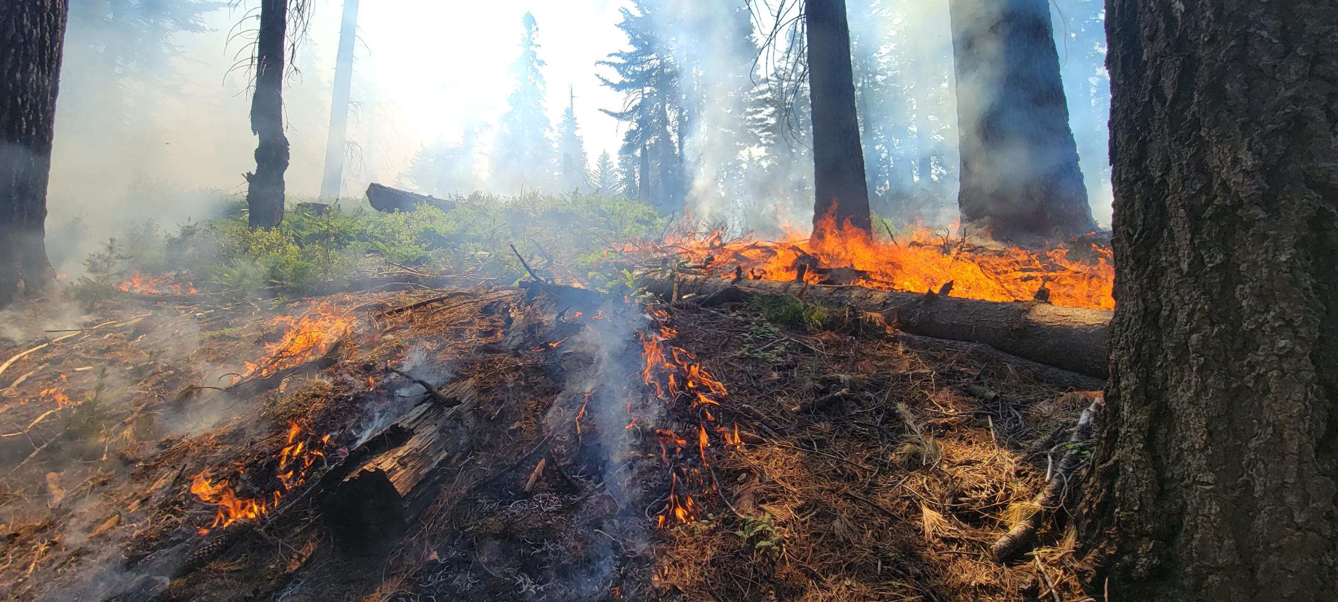 Photo of a forest with smoke and fire.