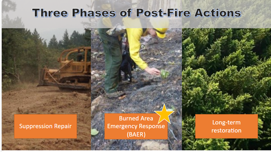 Image describing the 3 phases of wildfire recovery