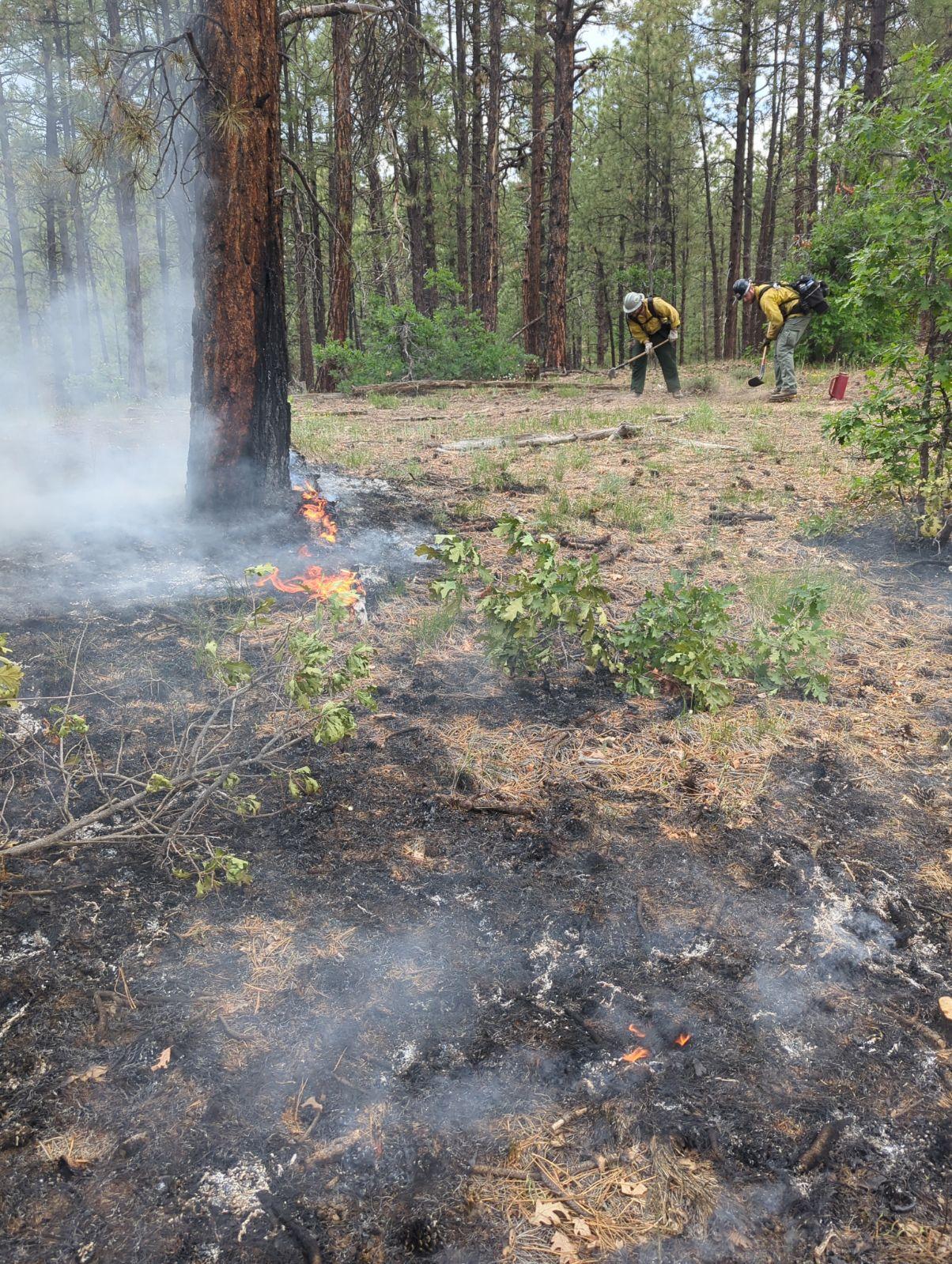 The Snow Ranch Fire is burning under ponderosa pine trees, consuming ground fuels such as needles and dead limbs.