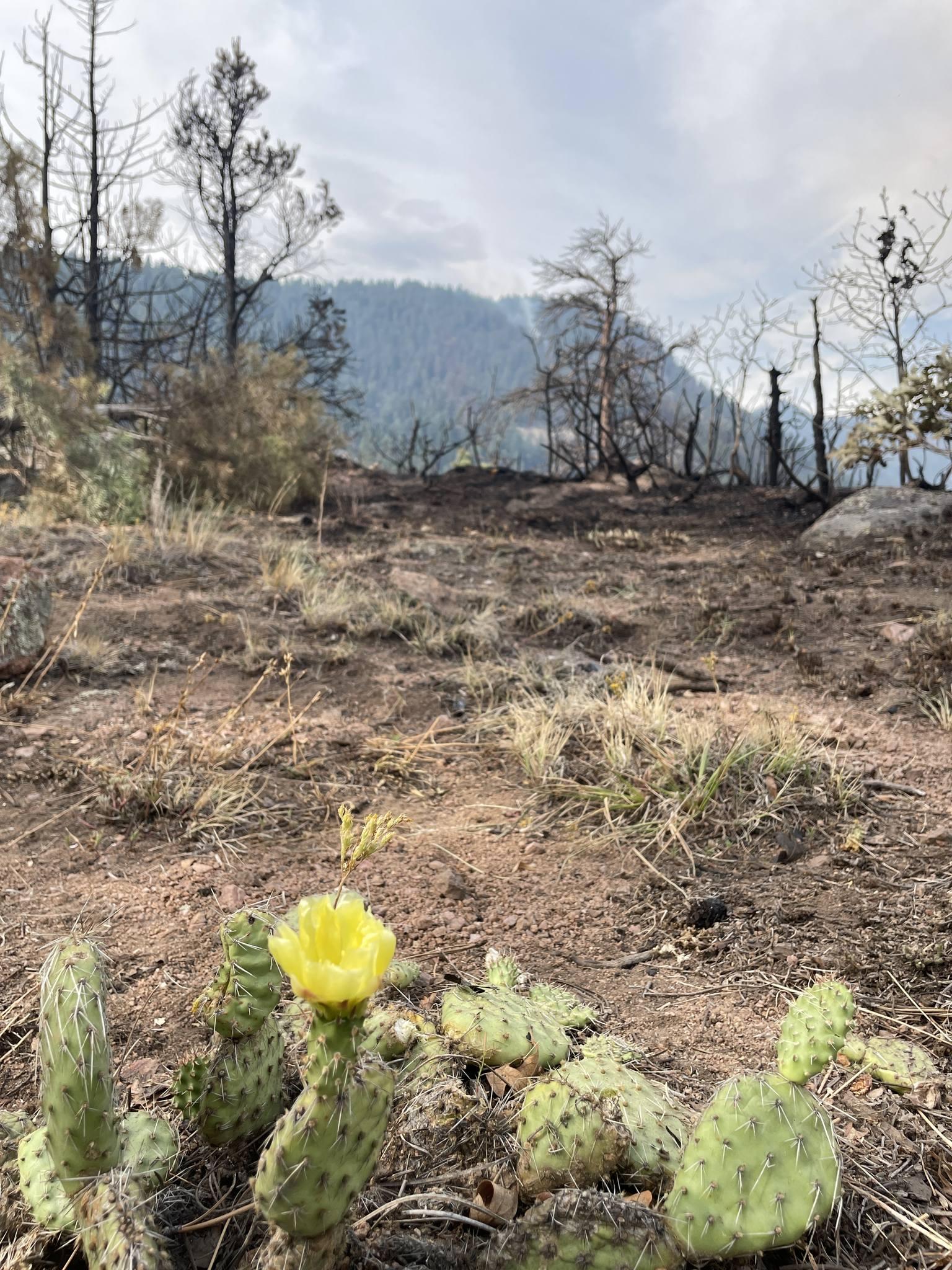 A cactus with yellow flower is in the font of the photo. Vegetation beyond the cactus is very sparse. Towards the back of the photo, whisps of smoke from the fire rise up against a mountain in the background. 
