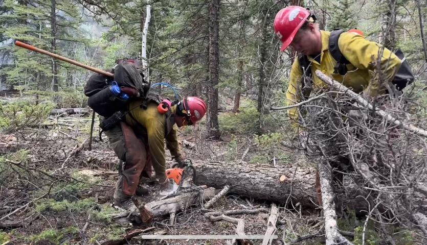 Two firefighters using chainsaws to cut up a down tree in heavily forested area. 