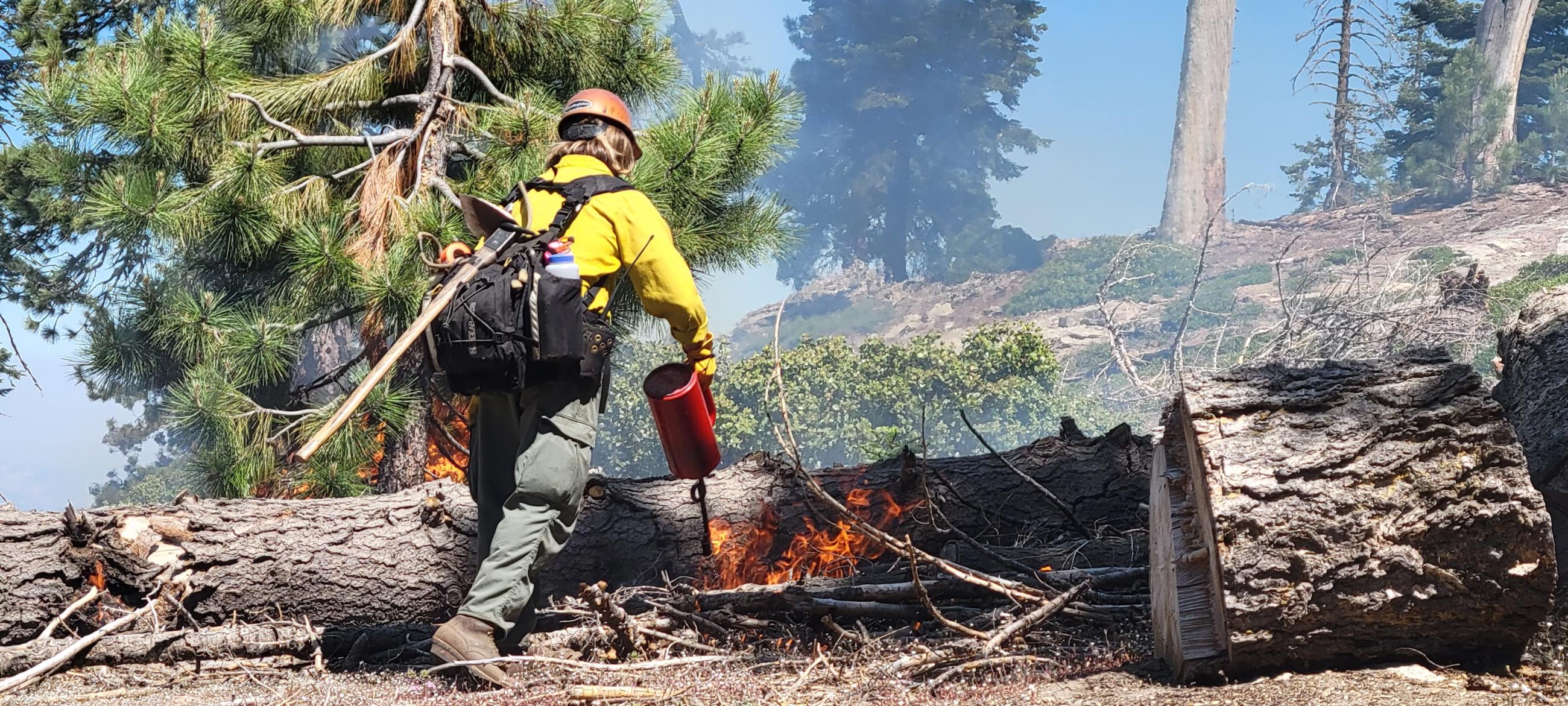 A firefighter in a yellow shirt and helmet igniting dead and down fuels. There is a tree behind him and large dead tree trunks on the ground. 