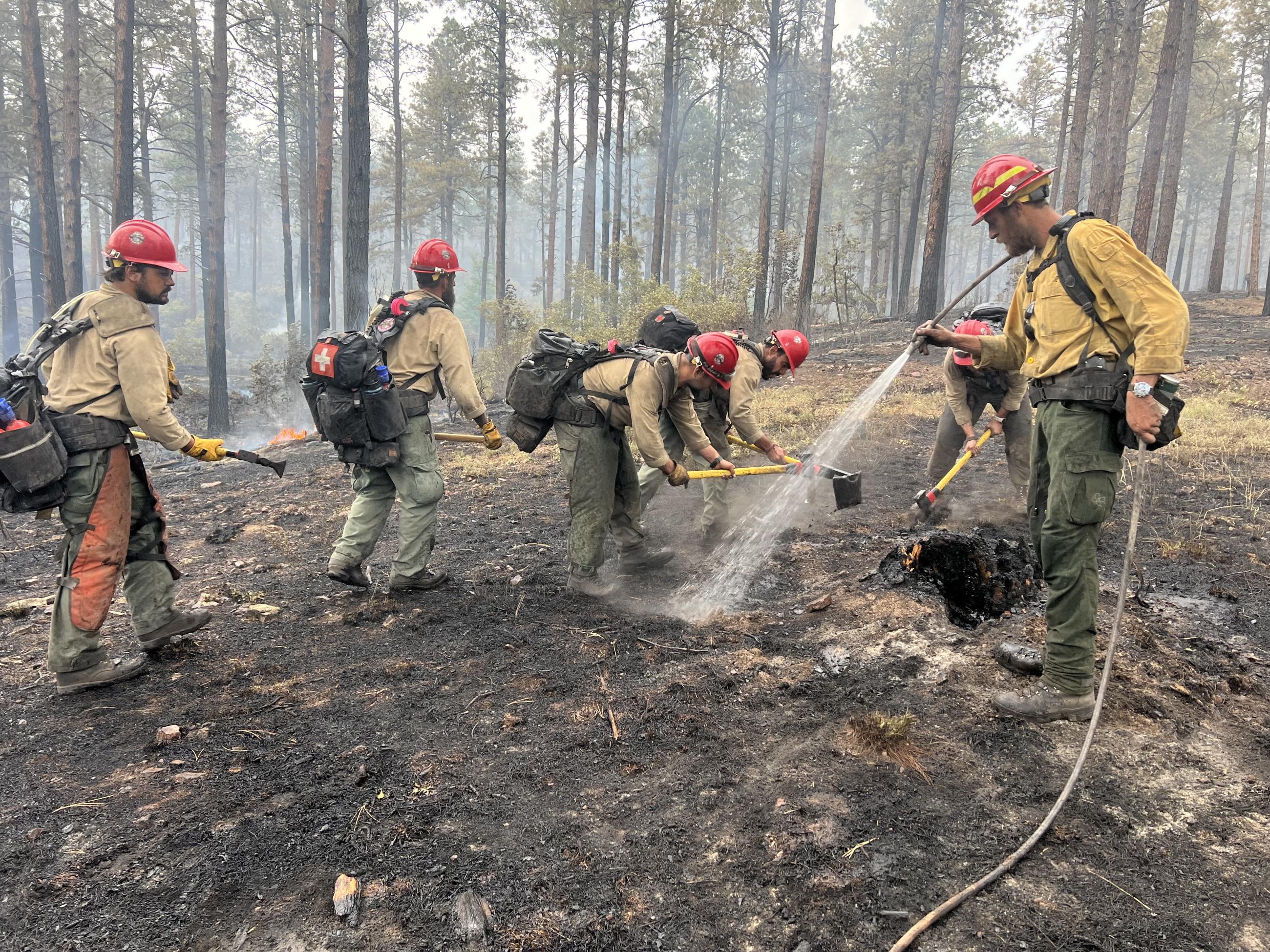 A group of firefighters in red helmets are seen. One uses a small hose to dose a hole left when a stump burned away.