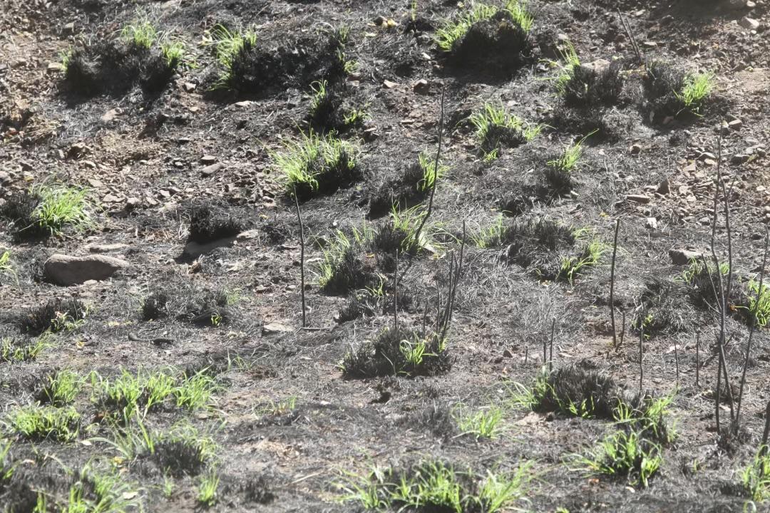 Grass recovery within the Blue 2 Fire June 6, 2024