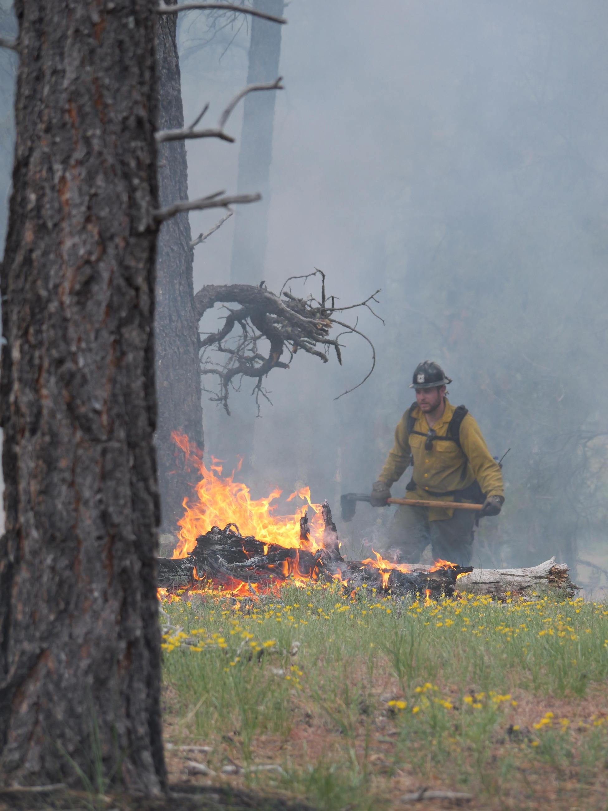 A US Forest Service firefighter holds a tool near a dead log burning in a pine forest.