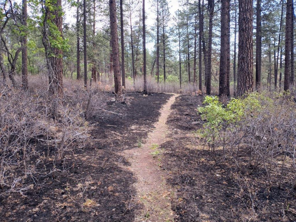 The CDT runs through a low intensity burn area. The ground is burned but vegetation and trees remain intact.