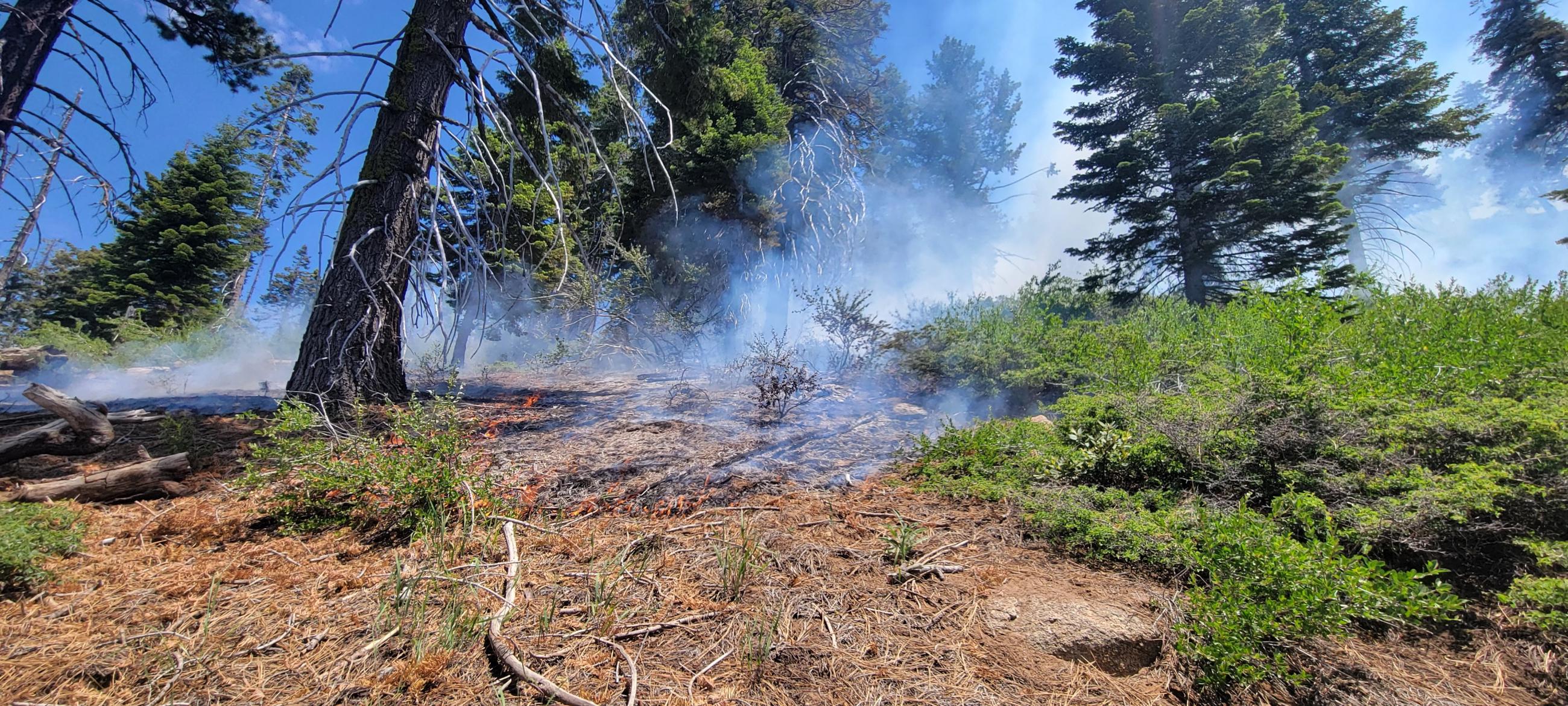 Picture of fuels being consumed by fire. There is smoke and trees in the background.