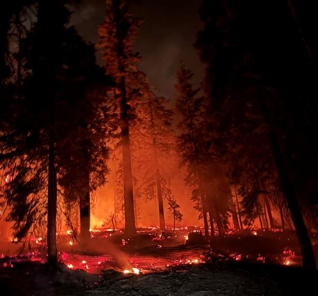 Photo shows fire on the ground in a forest with trees. 