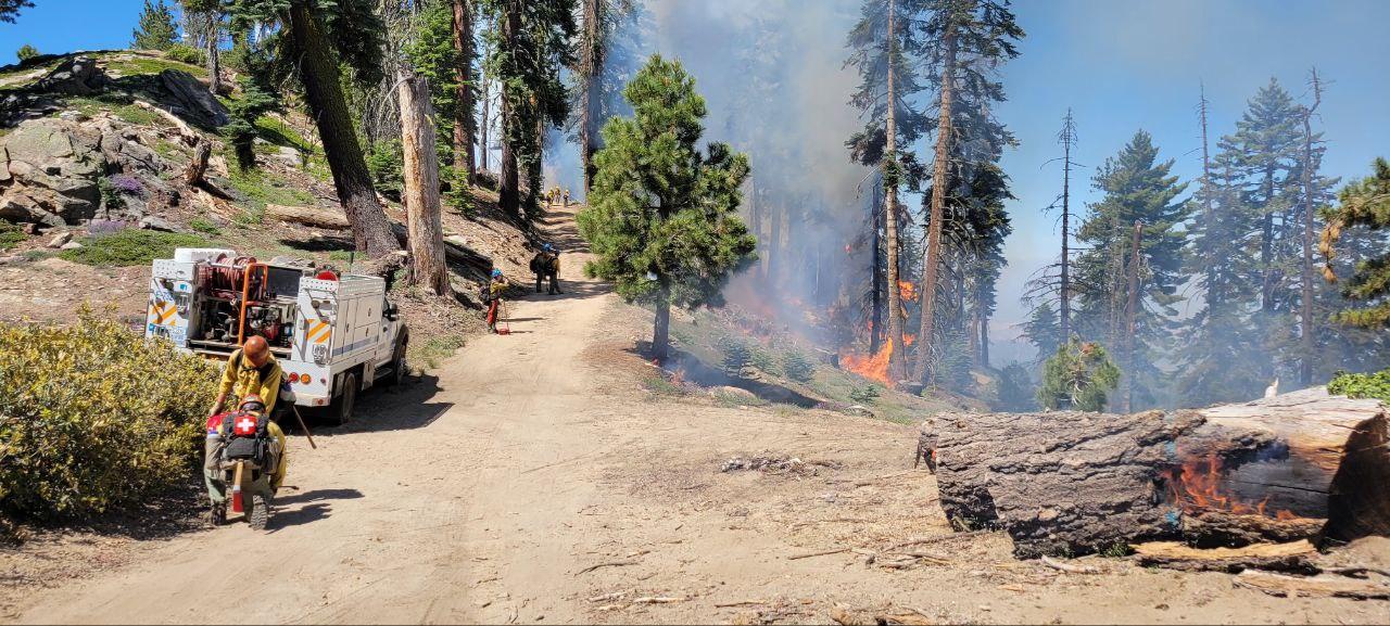 A dirt road with trees, fire, and smoke. There are several firefighters working on the prescribed fire. 