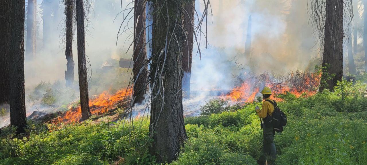 Photo of a forest with fire and smoke. There is a fire effects technician with a tool observing the fire.