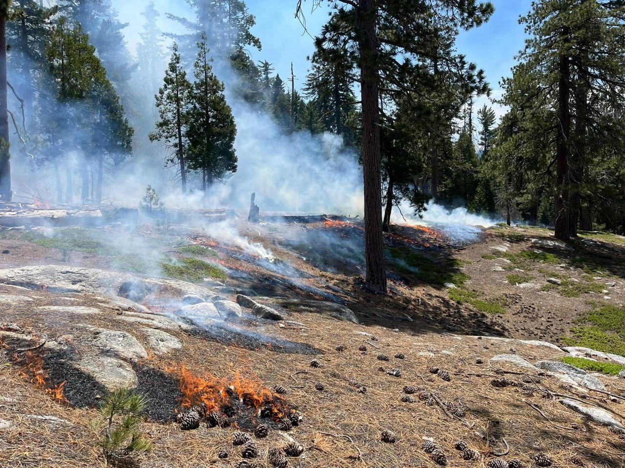 Photo of a forest with fire and smoke. Fuels being consumed.