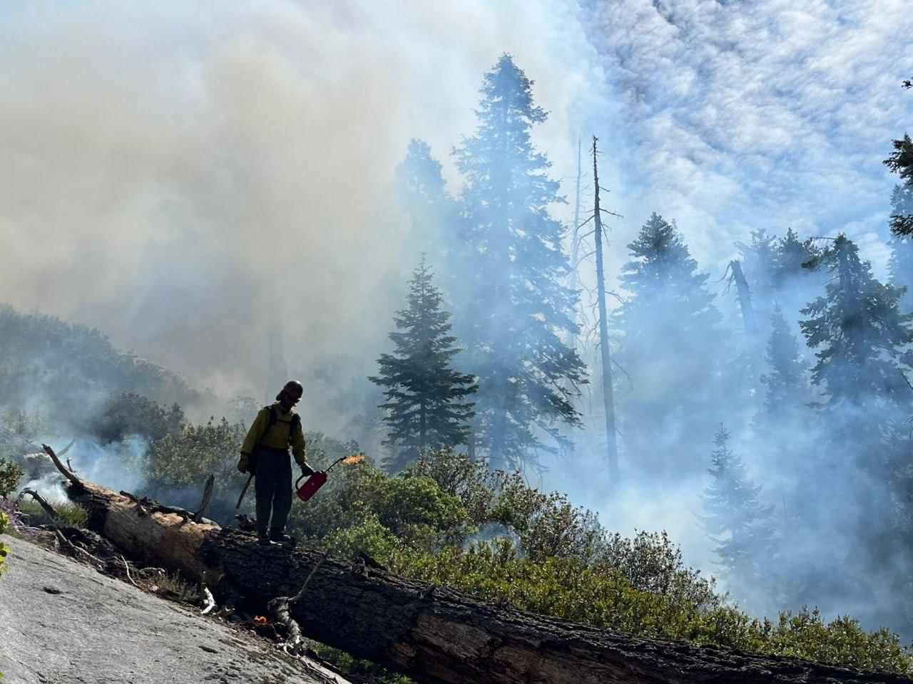 Photo of a forest with fire and smoke. There is a firefighter with a drip torch.