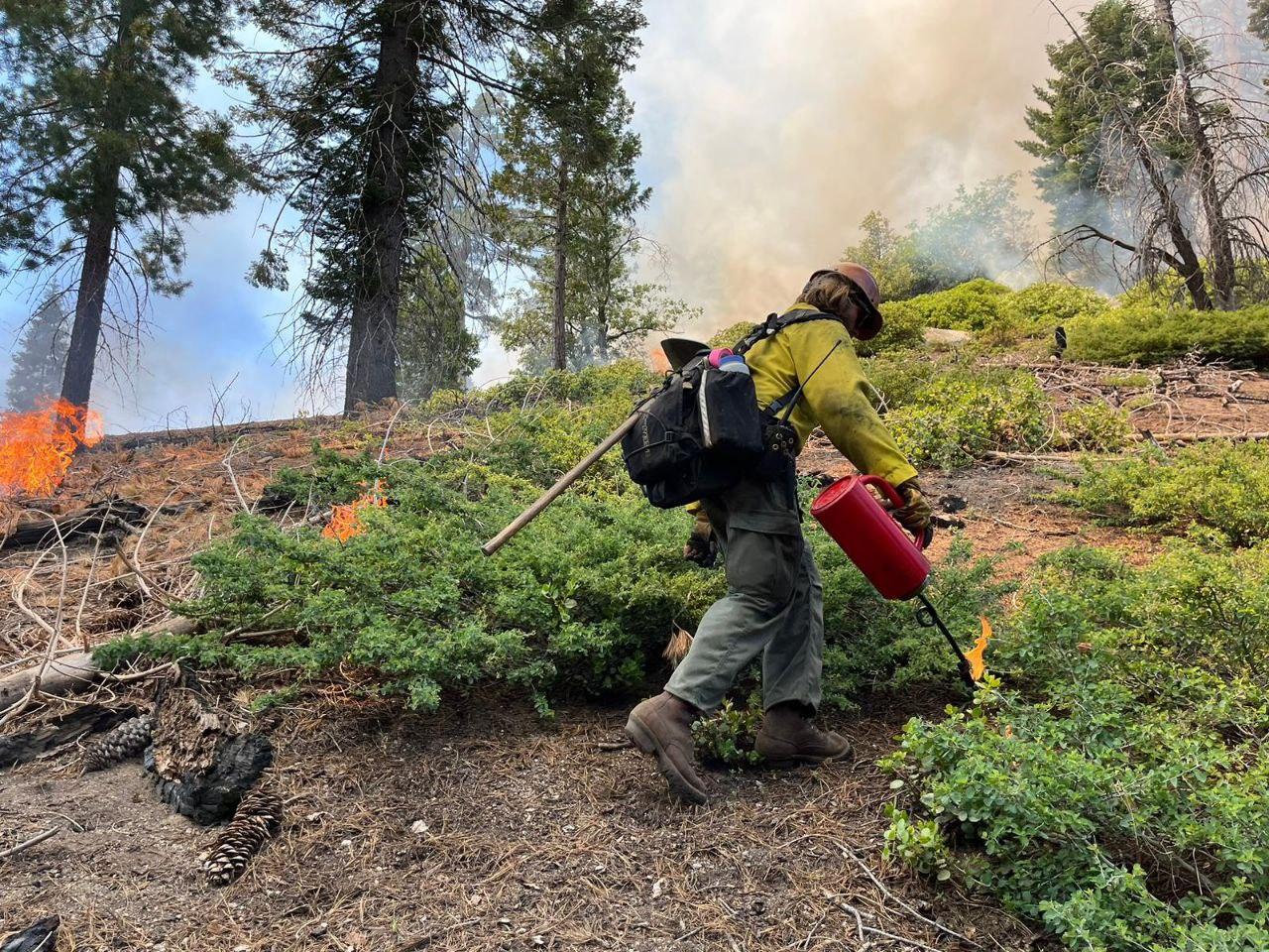 Photo of a forest with fire and smoke. There is a firefighter with a drip torch.