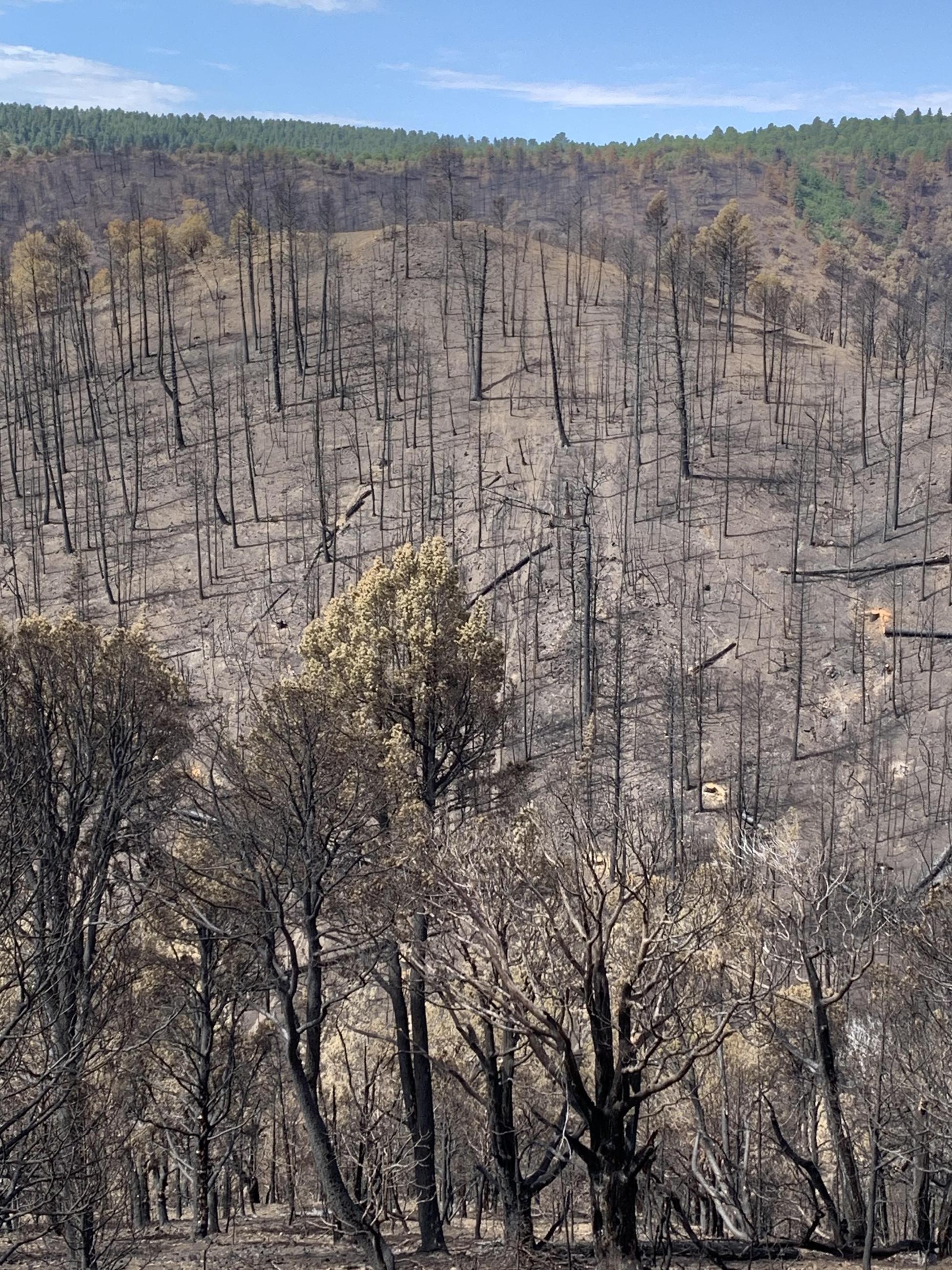 Image of a View of South Fork Post-Fire Slope Rilling Conditions in Perk Canyon 