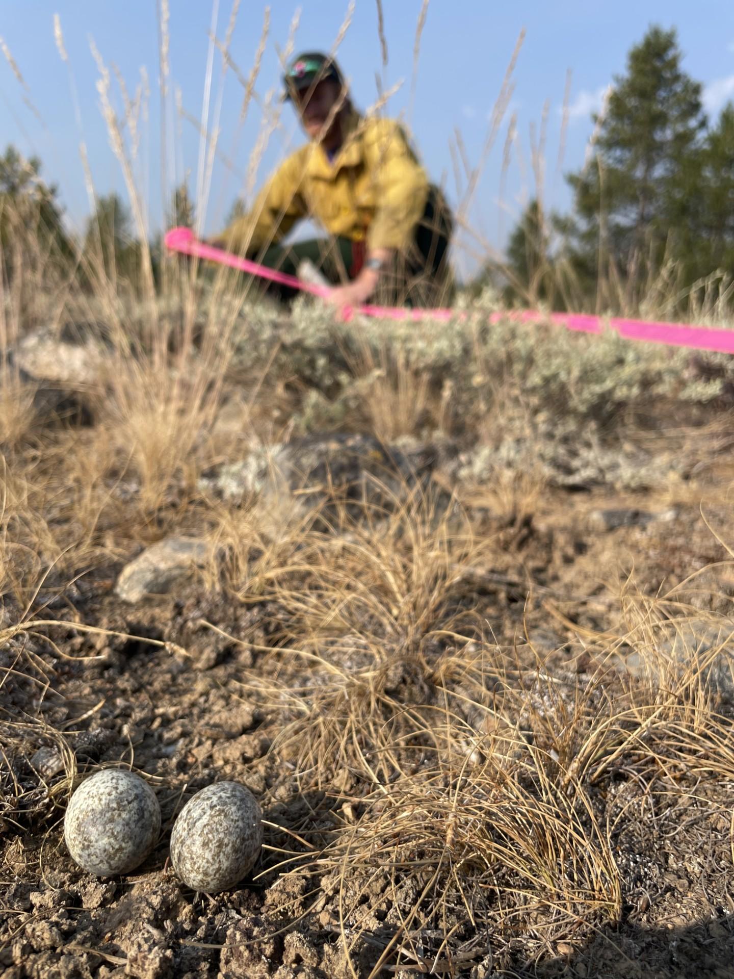 A firefighter flagging a bird's nest with eggs July 19, 2024