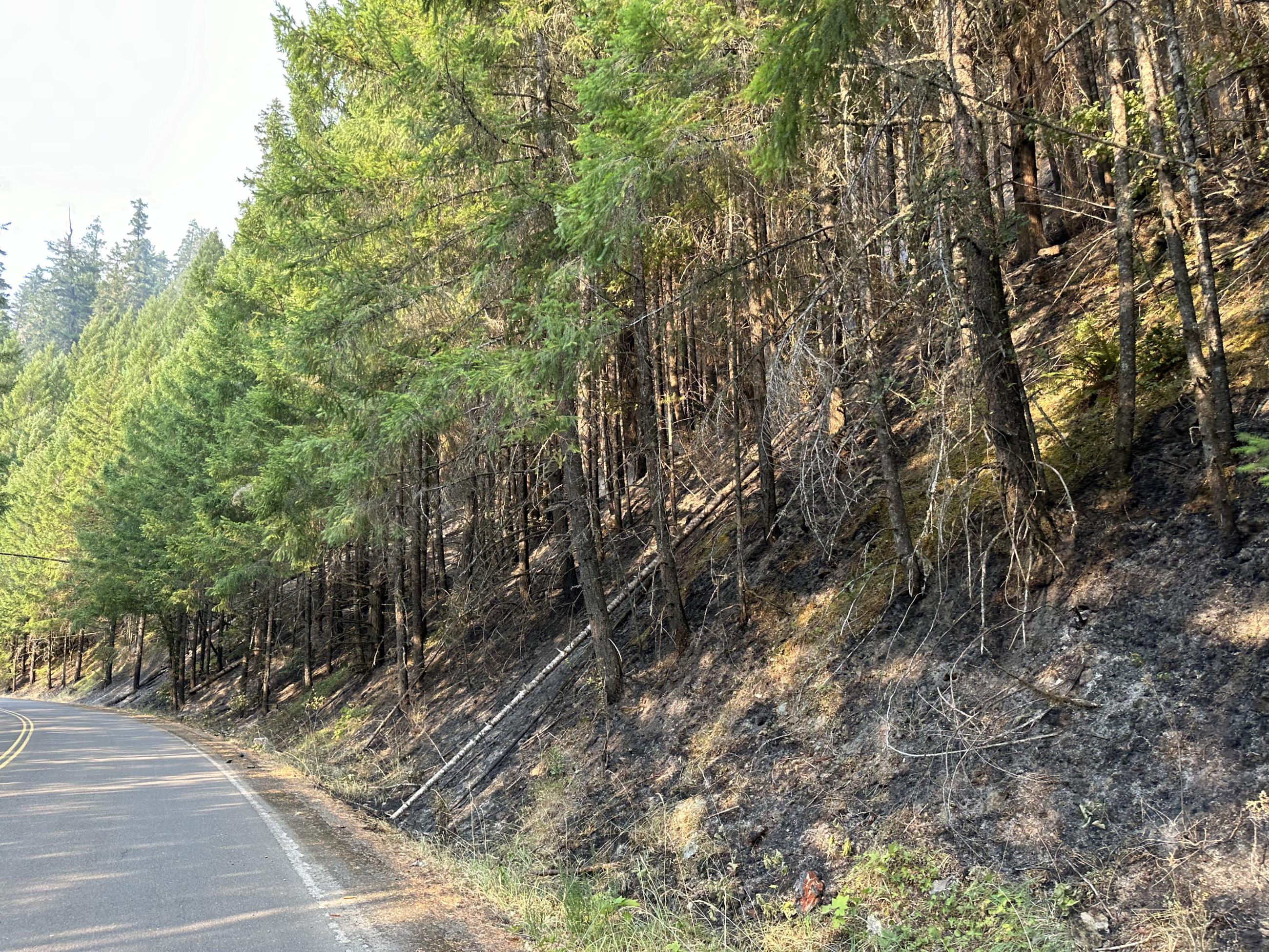 green trees on a steep slope after a firing operation on the Coffeepot Fire, July 30