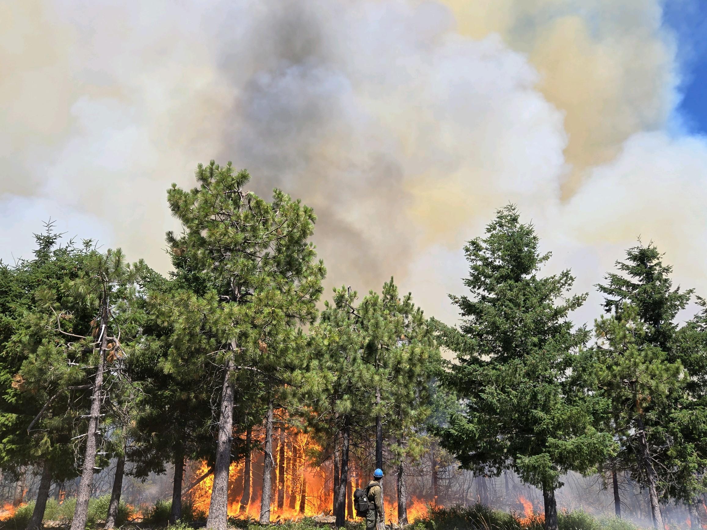 Fire understory of forest with smoke billowing above