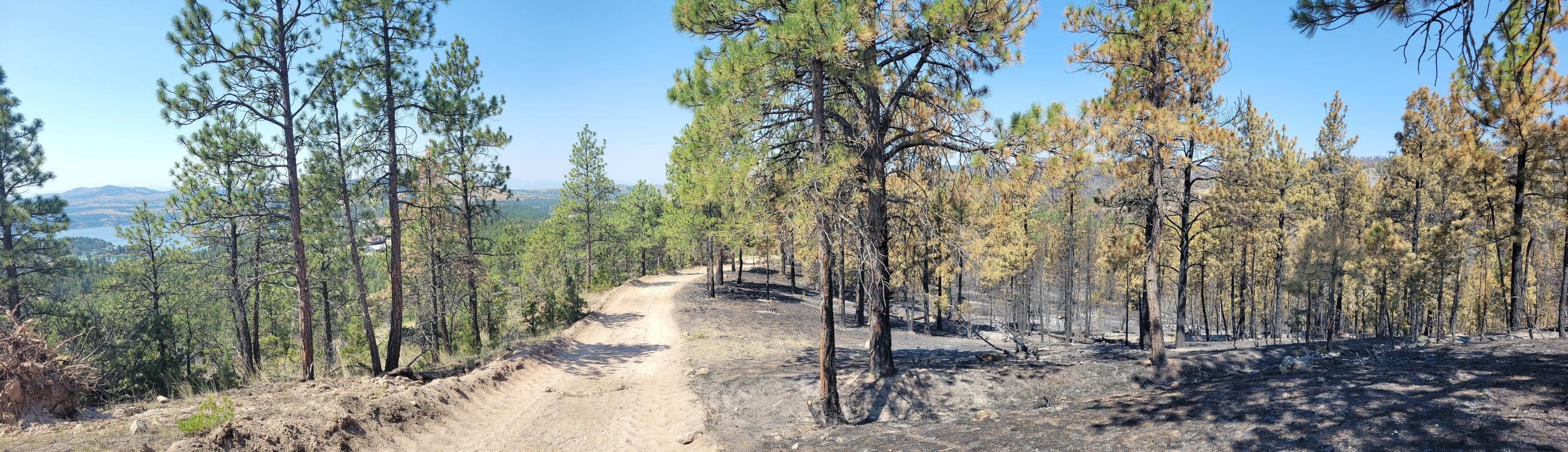 Image of a fireline constructed with a dozer on a wildland fire with unburned ground on one side and burned ground on the other.