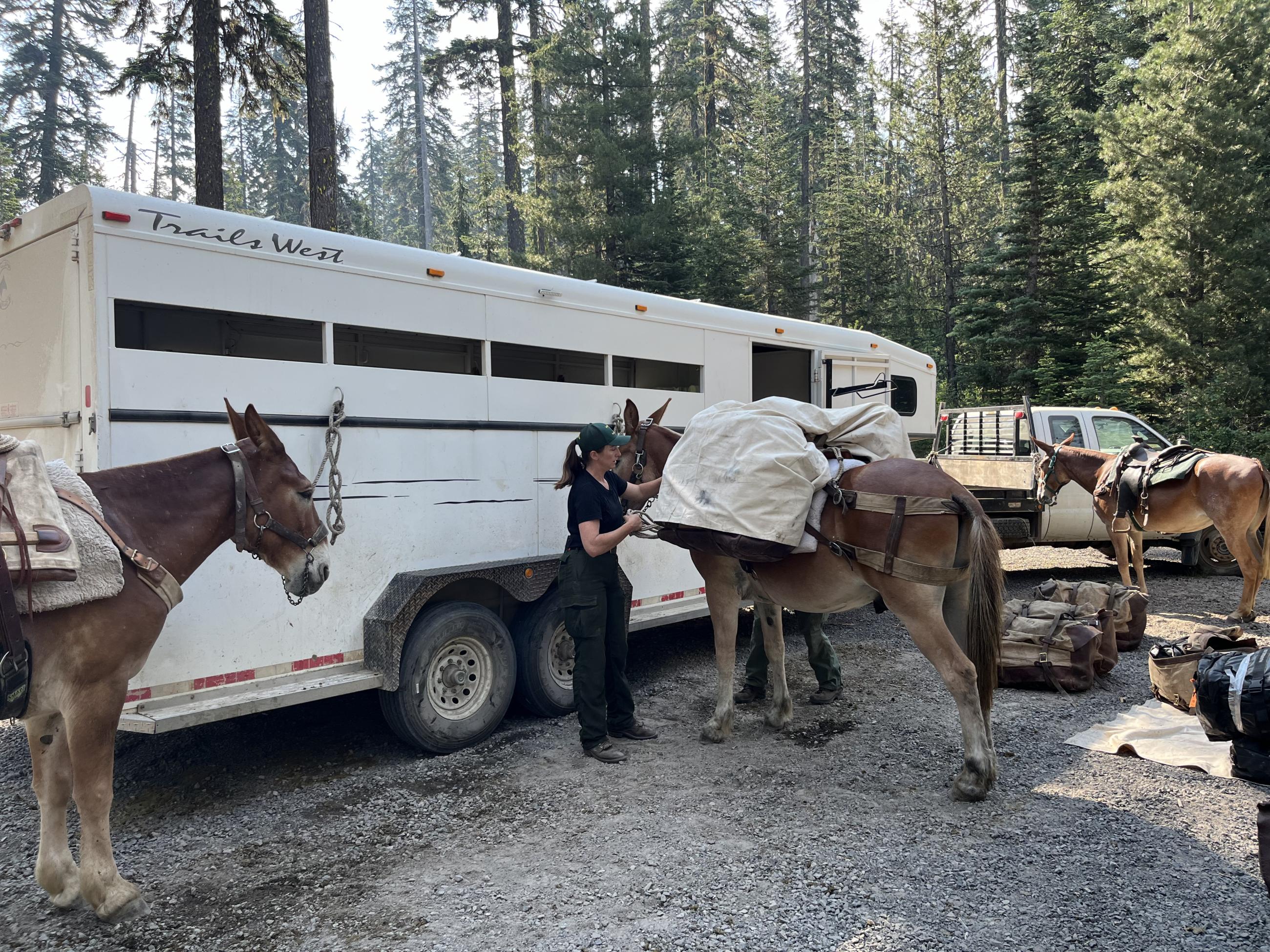 Truck, trailer 3 mules, and a person