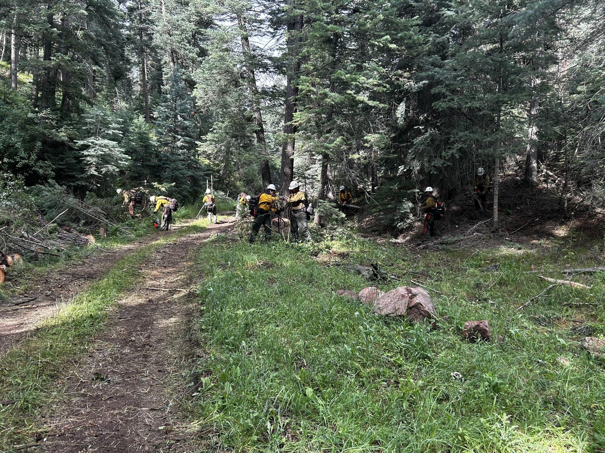 A crew of several firefighters are clearing brush along a trail that runs through a pine forest. They are widening the defensible space around the trail.