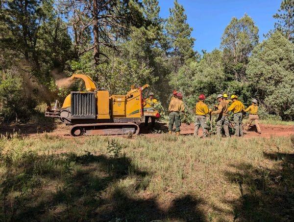 A yellow brush chipper is parked on grass with tall pine trees behind it. Several firefighters are feeding vegetation into the chipper.