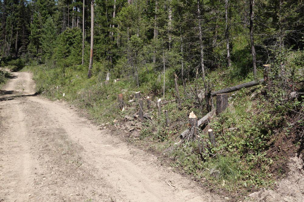 Dirt two track style trail showing stumps of brush and small trees that have been sawed off