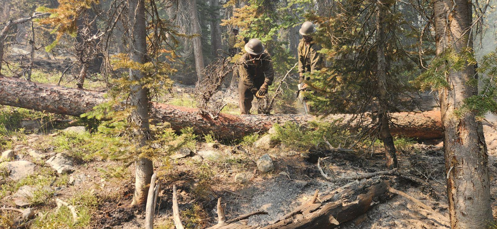 firefighters in forest 