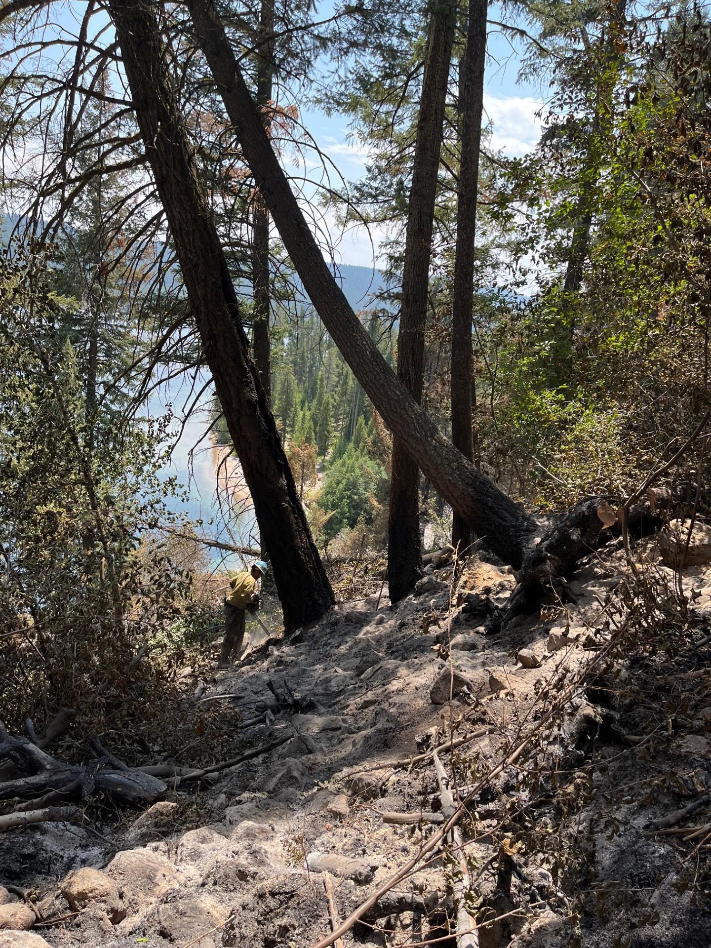 Firefighters remove hazard trees above Point Campground by Redfish Lake, July 22, 2024